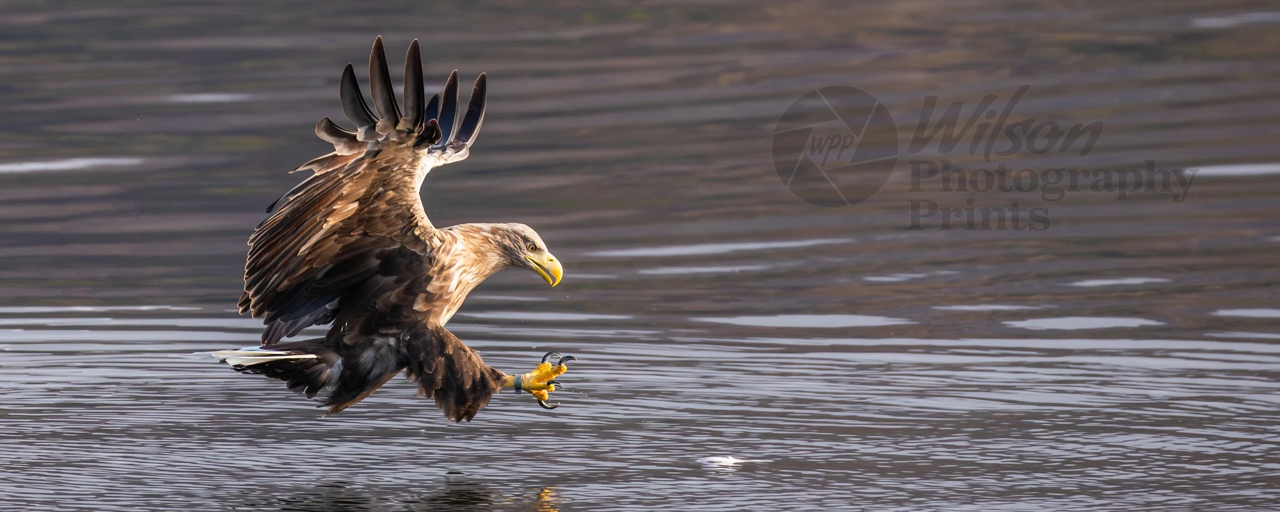 Eye on the Prize - White Tailed Eagle