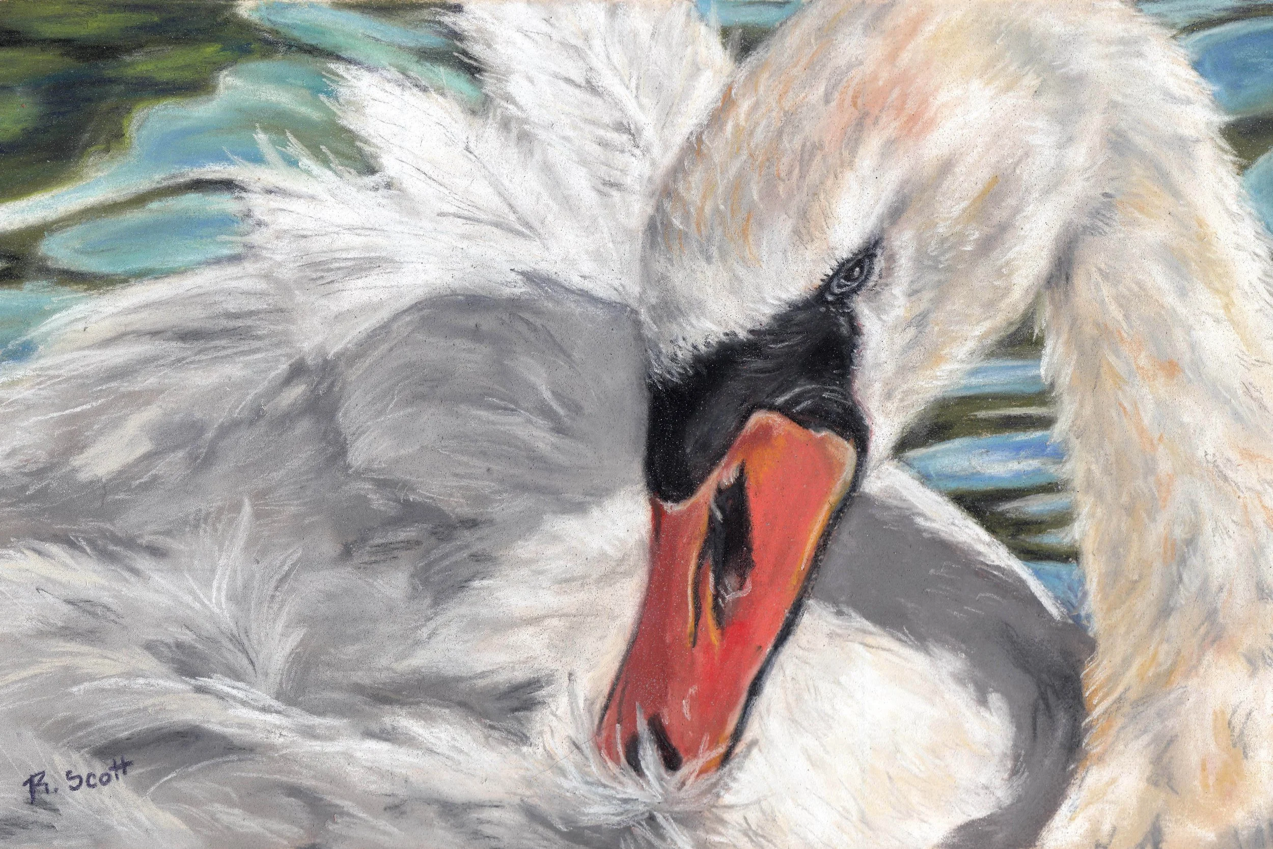 A close-up painting of a white swan with an orange beak and black facial markings, surrounded by water with reflections. Signed by R. Scott.