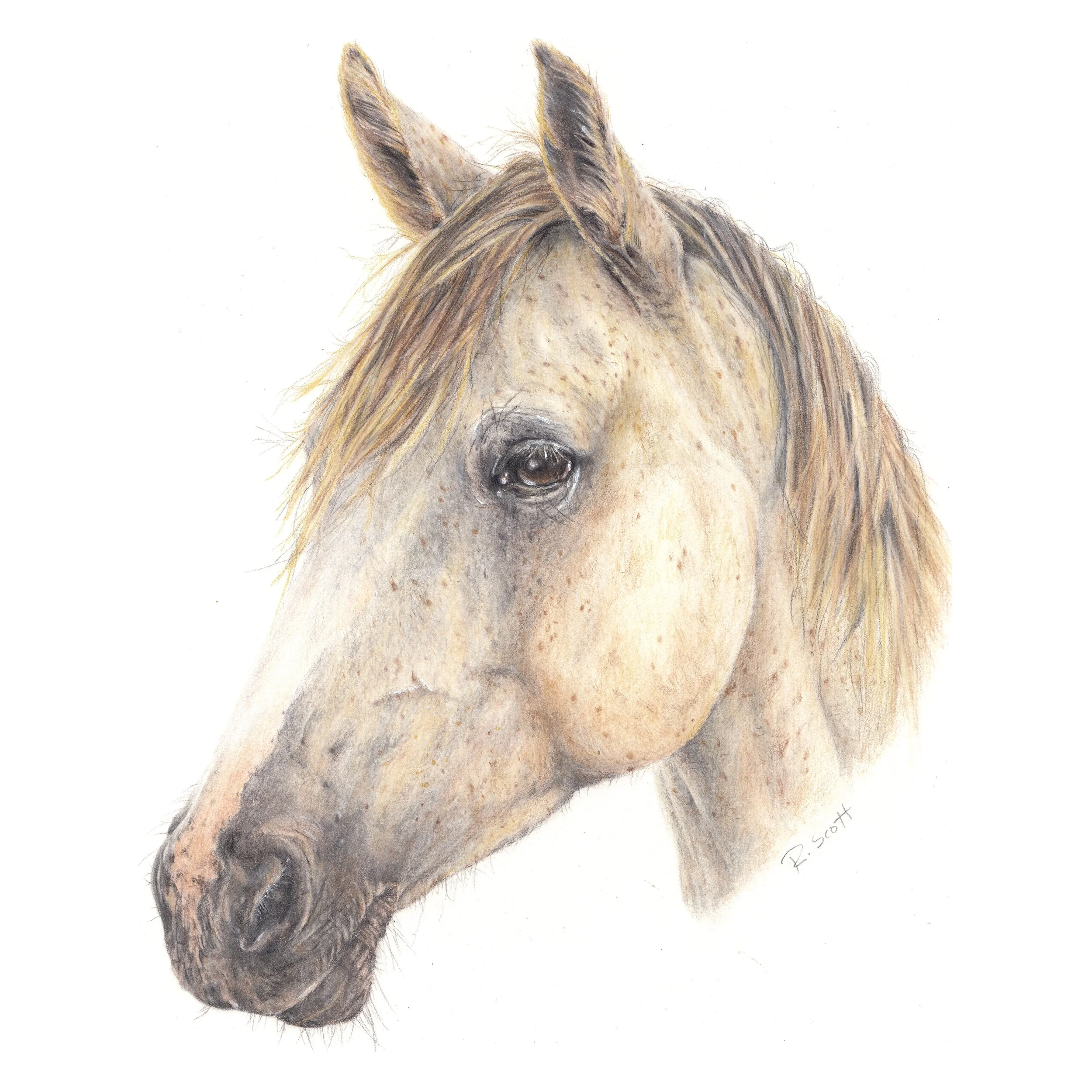 A realistic colored pencil drawing of a horse's head and neck, showing the horse gazing directly forward. The artist's signature, 'R. Scott,' is visible in the lower right corner.