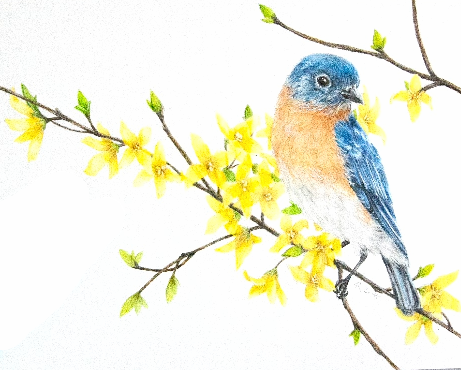 A blue and orange bird perched on a blossoming yellow flowered branch.
