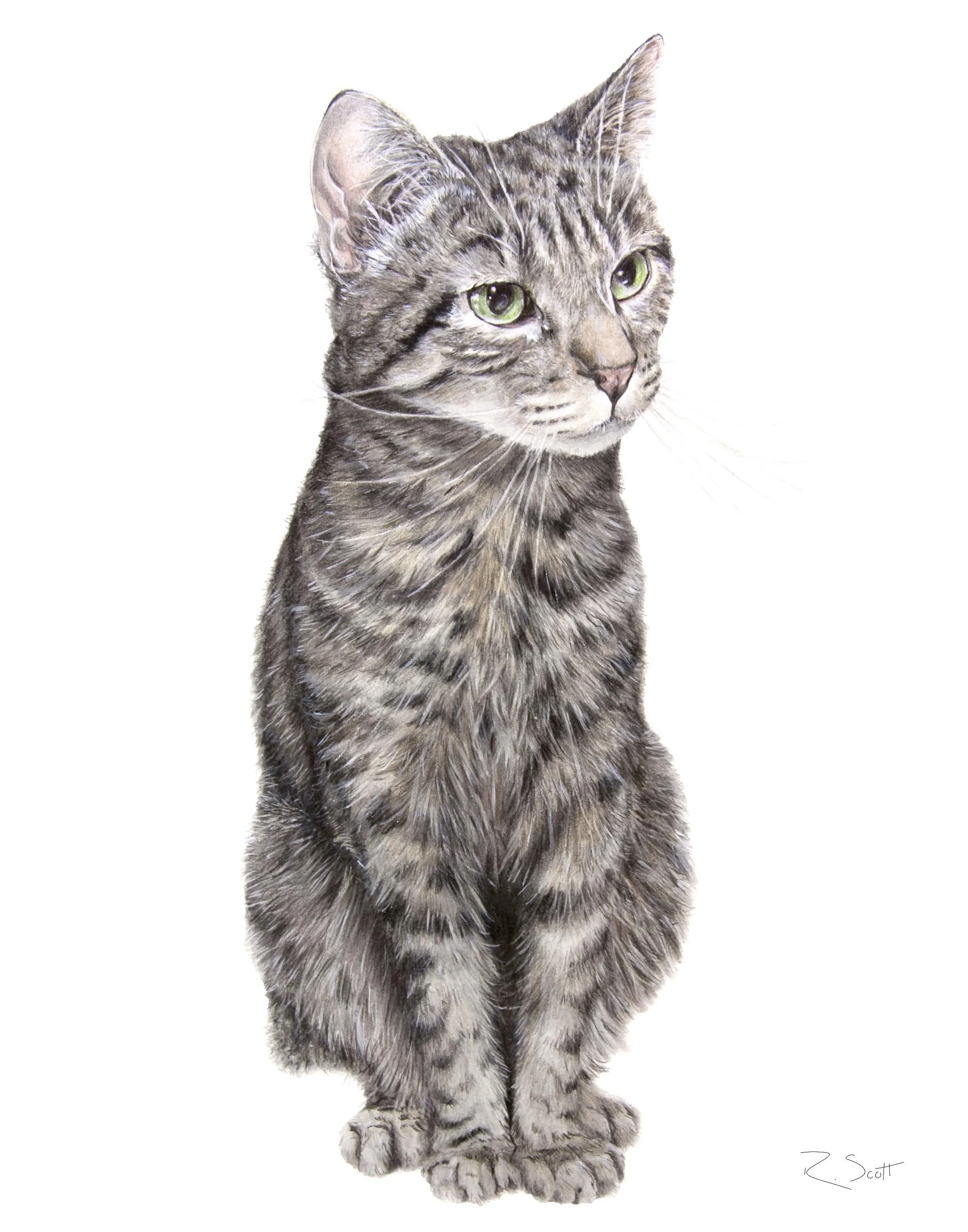 Watercolor painting of a gray tabby cat with green eyes sitting upright against a white background, signed by the artist R. Scott.