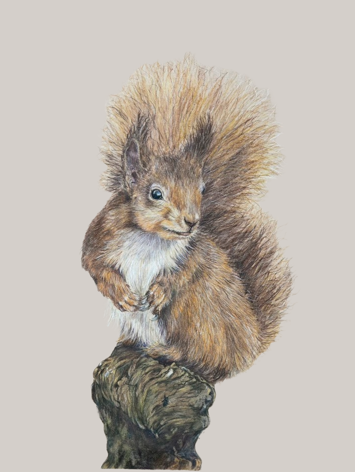 A realistic drawing of a squirrel standing on a tree stump, with fluffy tail and detailed fur.