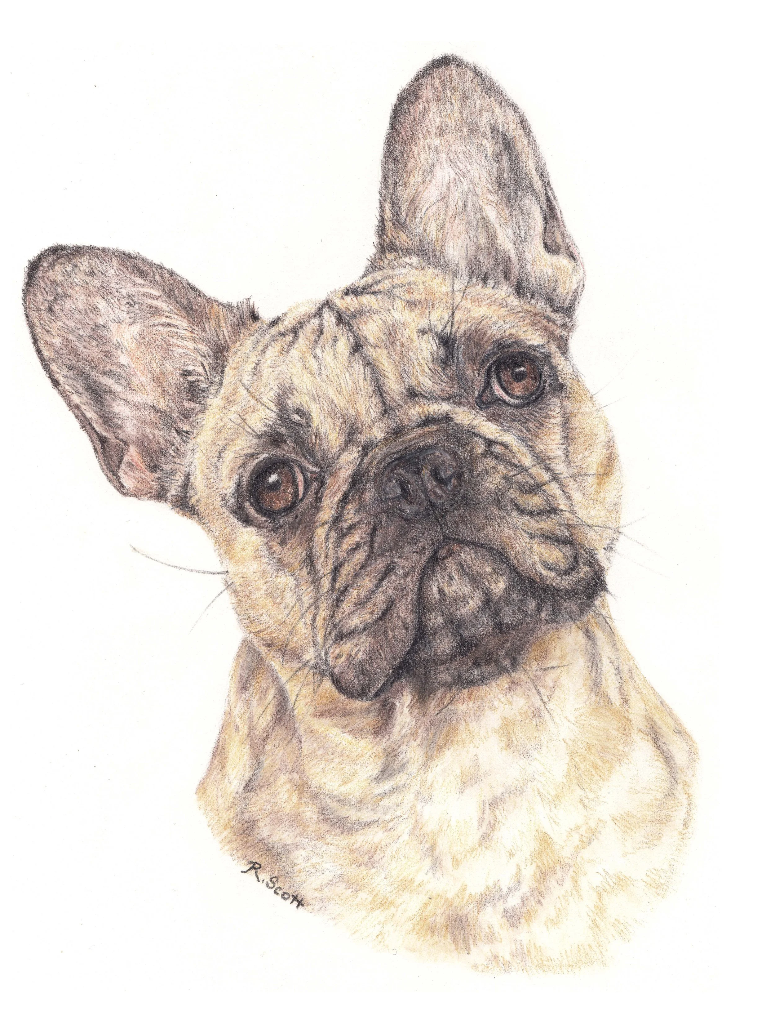 Colored pencil drawing of a French Bulldog puppy with large ears, expressive eyes, and a wrinkled face, sitting on a plain light background.