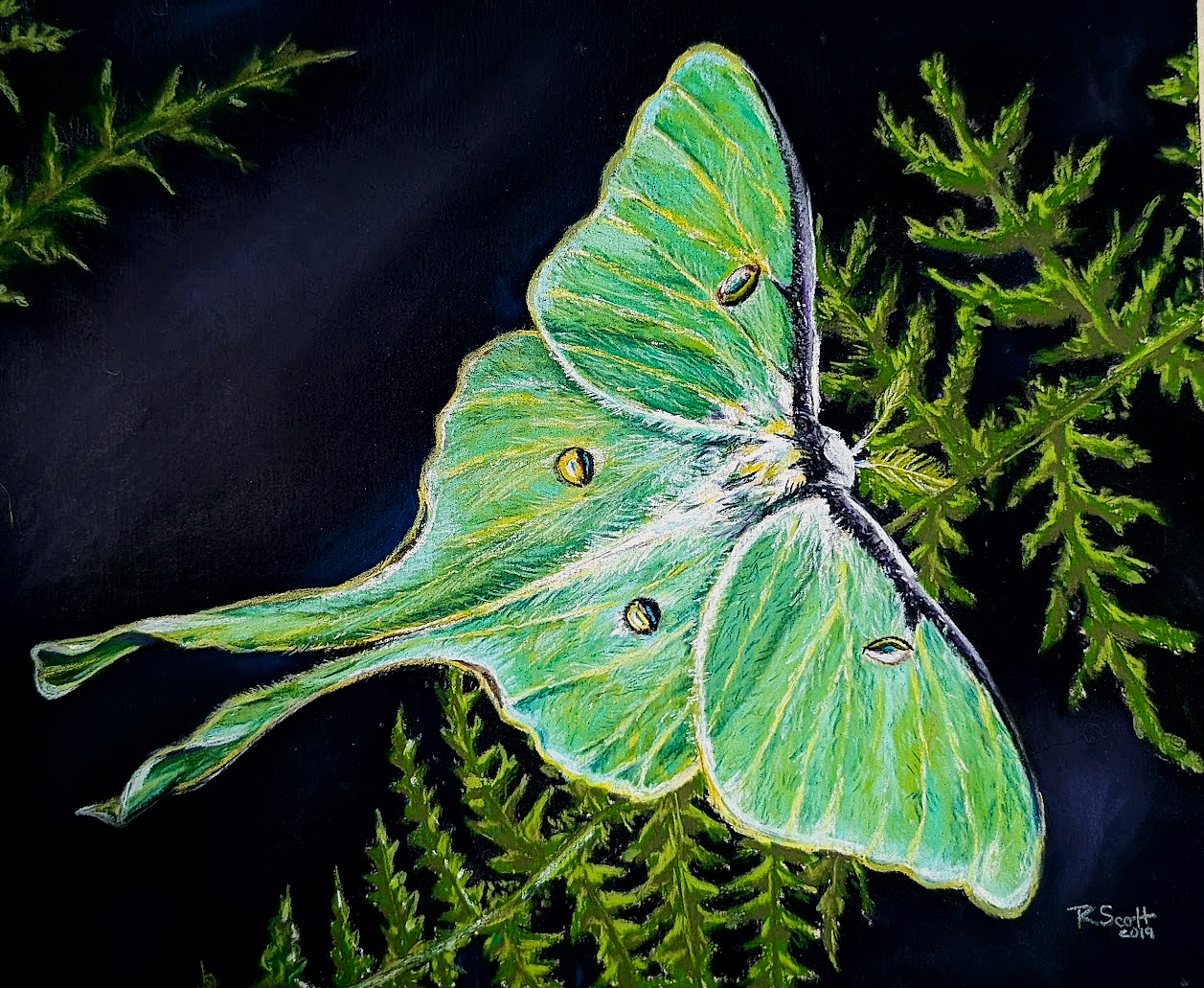 A detailed illustration of a green butterfly with yellow and black markings on its wings, resting among green fern leaves against a dark background.