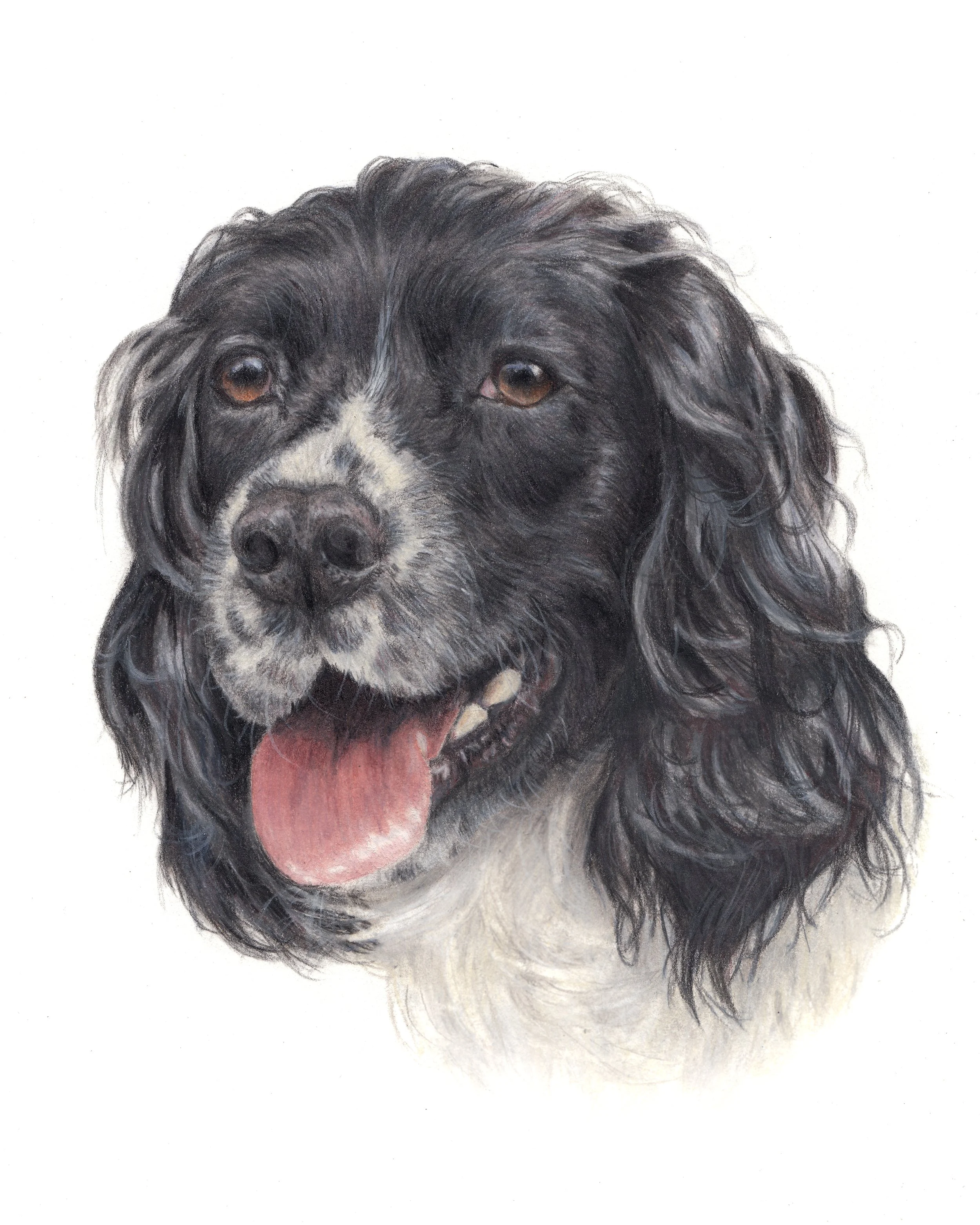 Close-up of a black and white dog, likely a spaniel, with long curly fur, brown eyes, and an open mouth with a pink tongue.