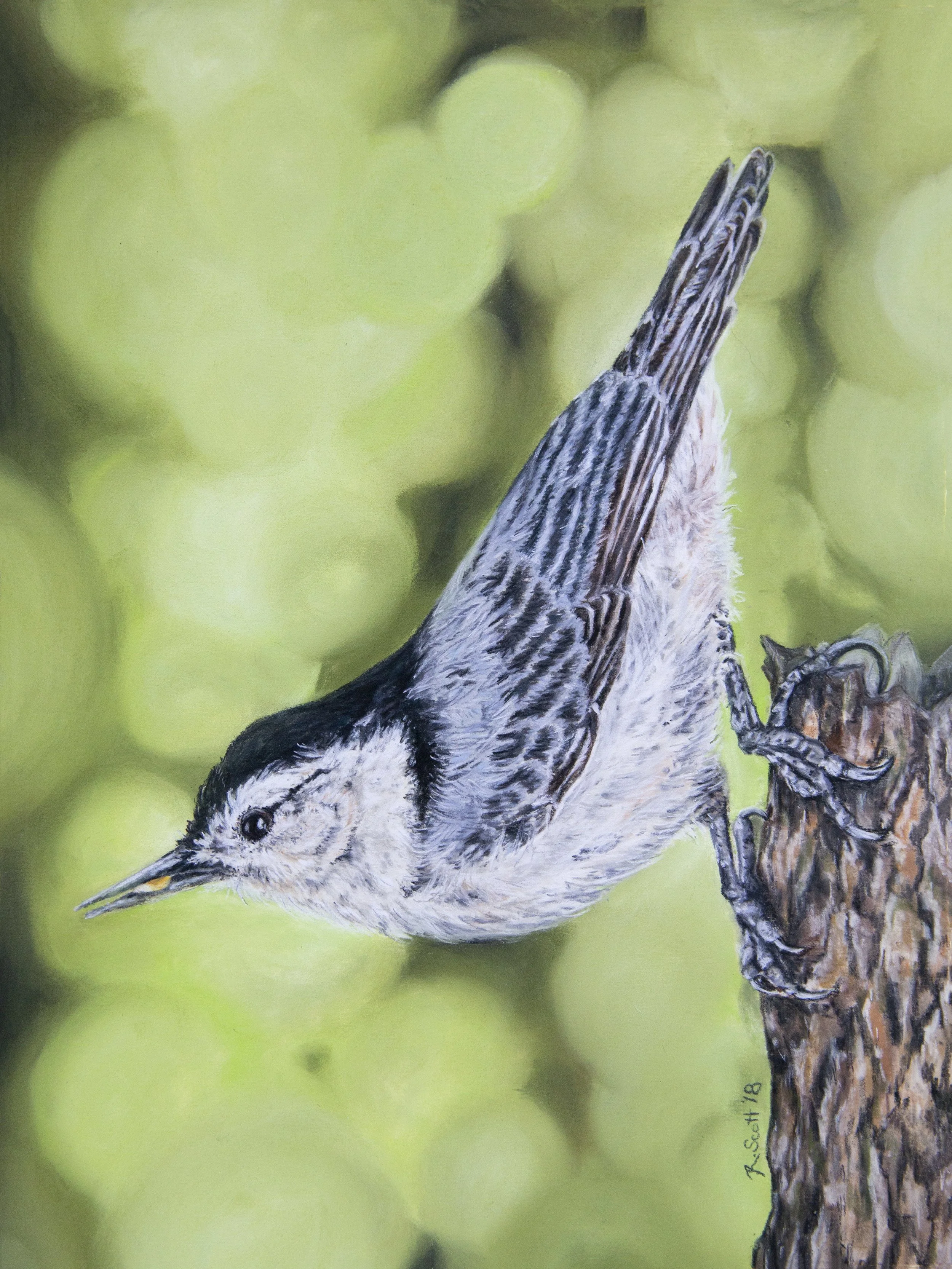 A detailed illustration of a woodpecker bird perched on a tree branch, with a background of blurred green foliage.
