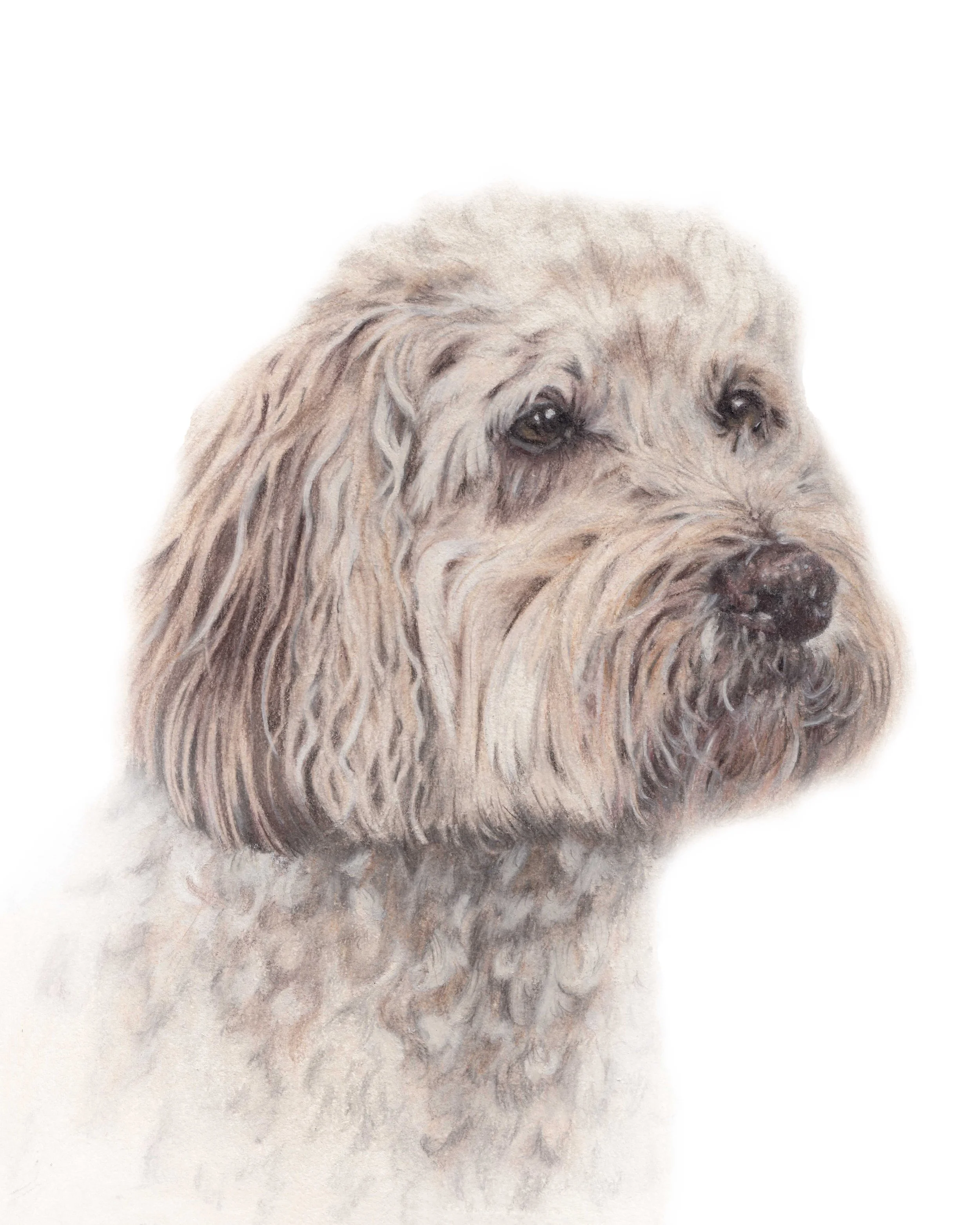 Close-up of a fluffy, light brown doodle dog with a curly coat and dark eyes.