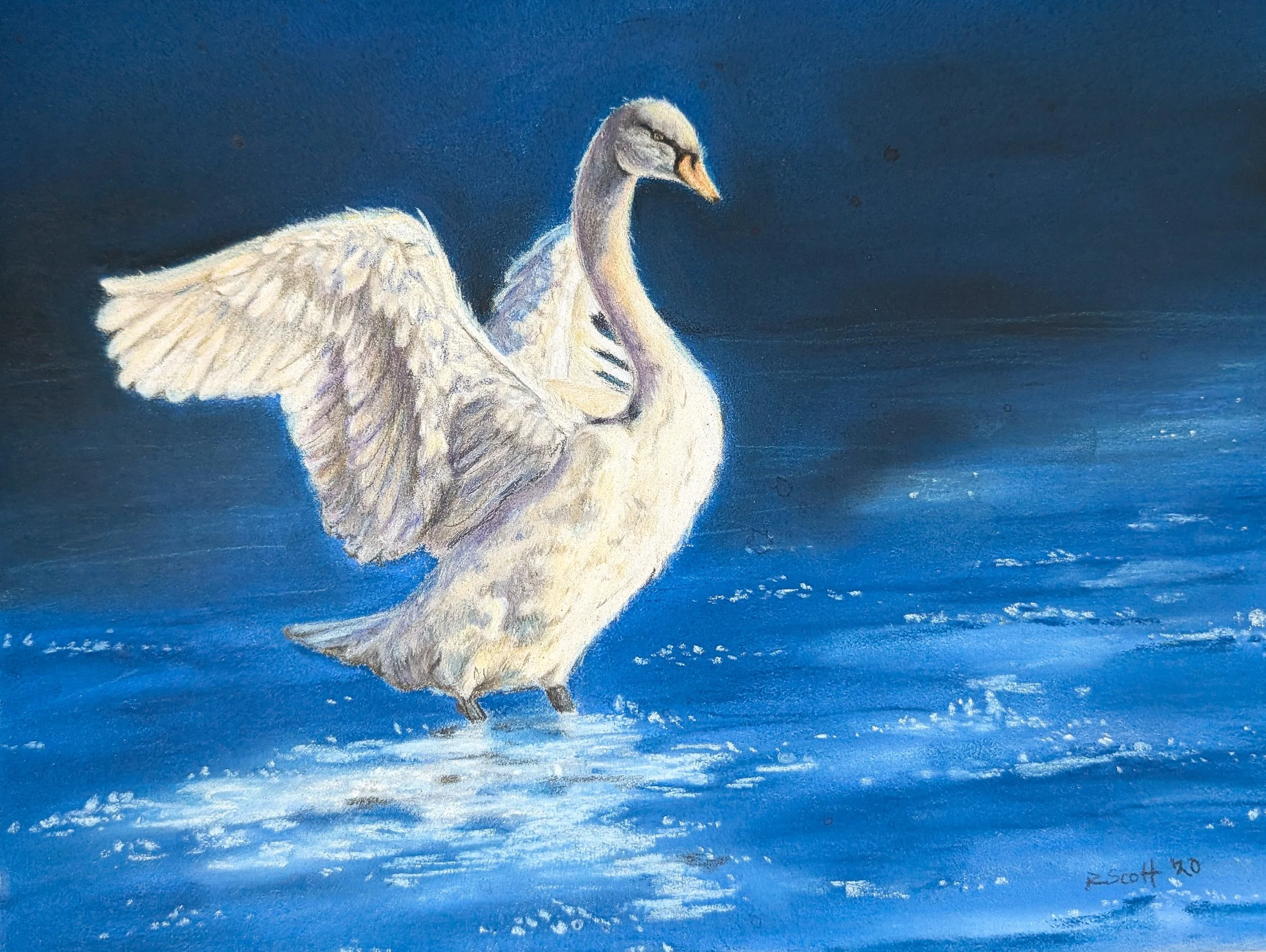 A drawing of a swan with its wings slightly spread, standing on a body of water against a dark blue background.