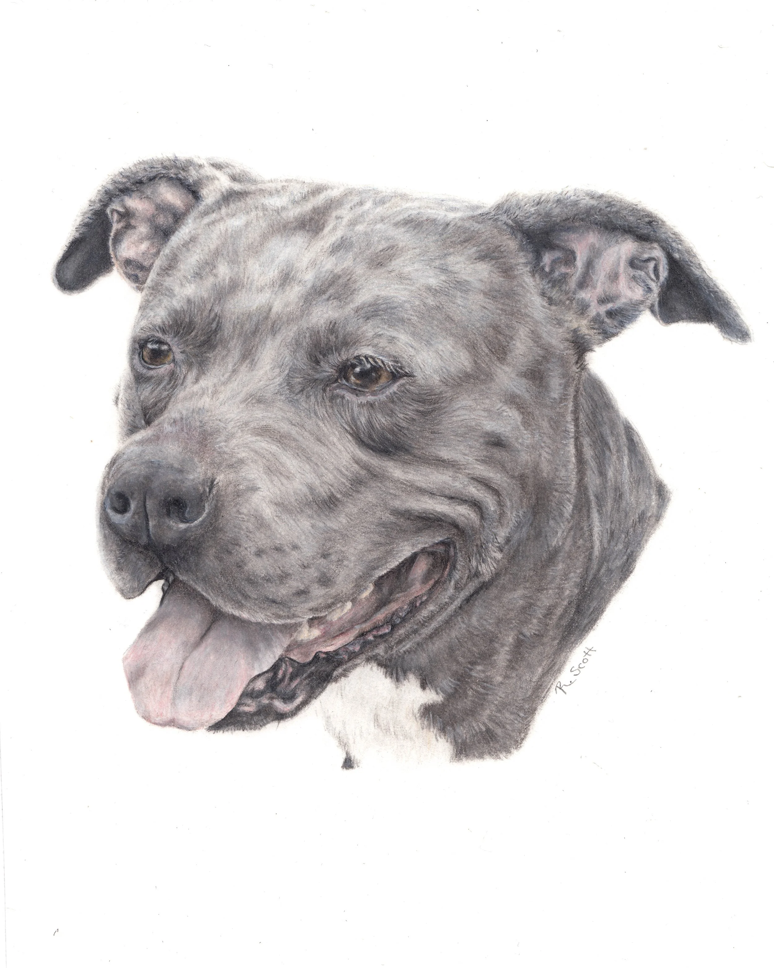 A detailed colored pencil portrait of a happy blue pit dog made as a custom project.