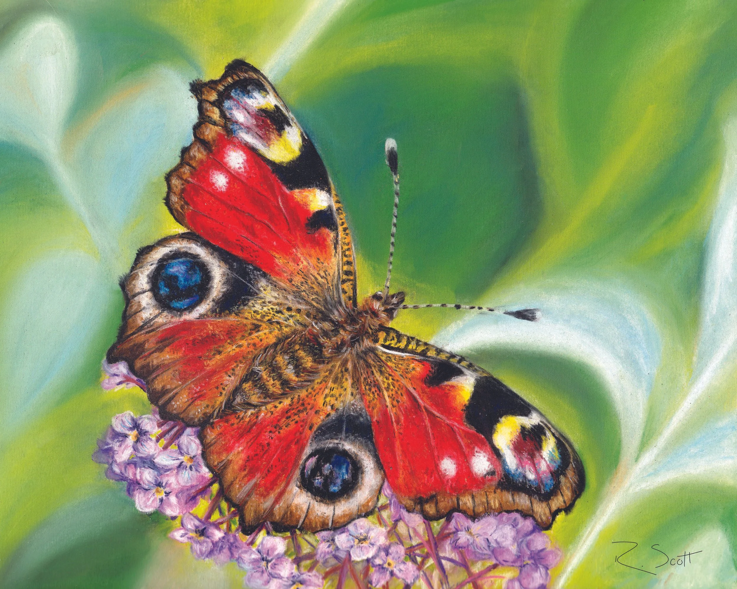 A colorful butterfly, primarily red and black, resting on a cluster of purple flowers with a green background. Pastel, hand drawn art work by Rebecca Scott.