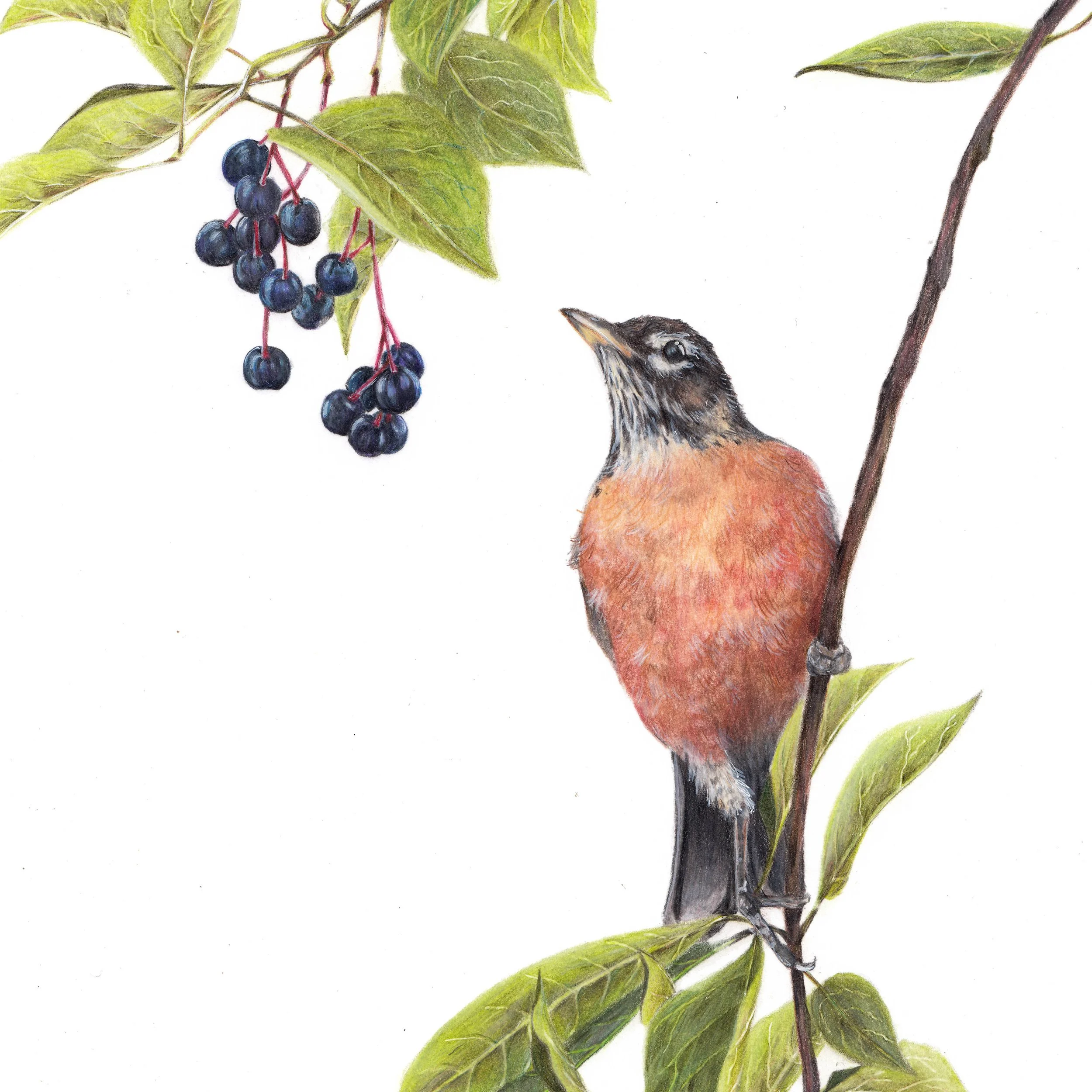 A detailed watercolor illustration of a small bird with a reddish breast, perched on a branch near green leaves and a cluster of dark purple berries, with a plain white background.
