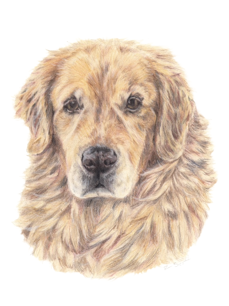 A detailed colored pencil portrait of a golden retriever dog with a fluffy coat and expressive eyes.
