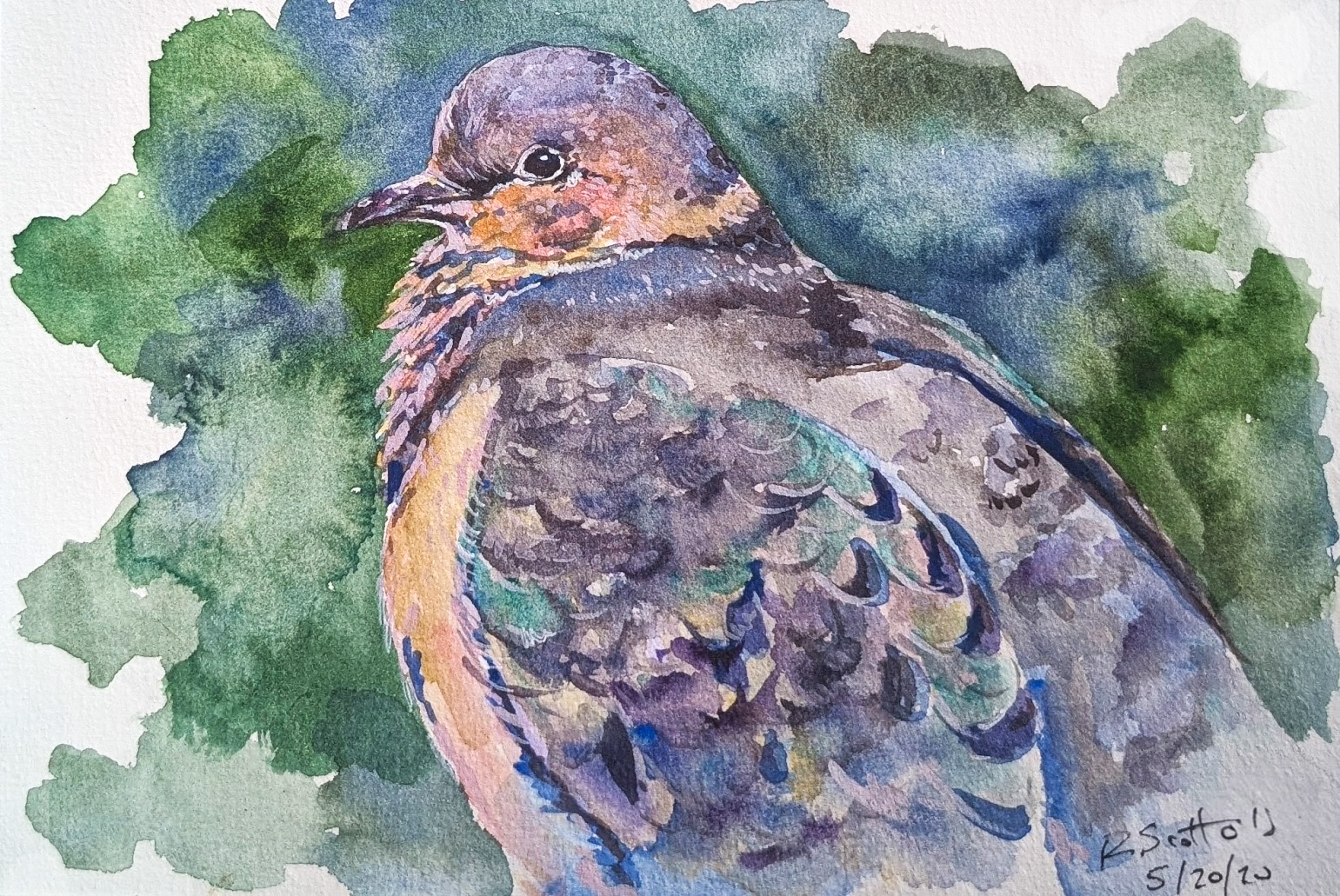Watercolor painting of a bird, likely a dove or a quail, sitting on green foliage.
