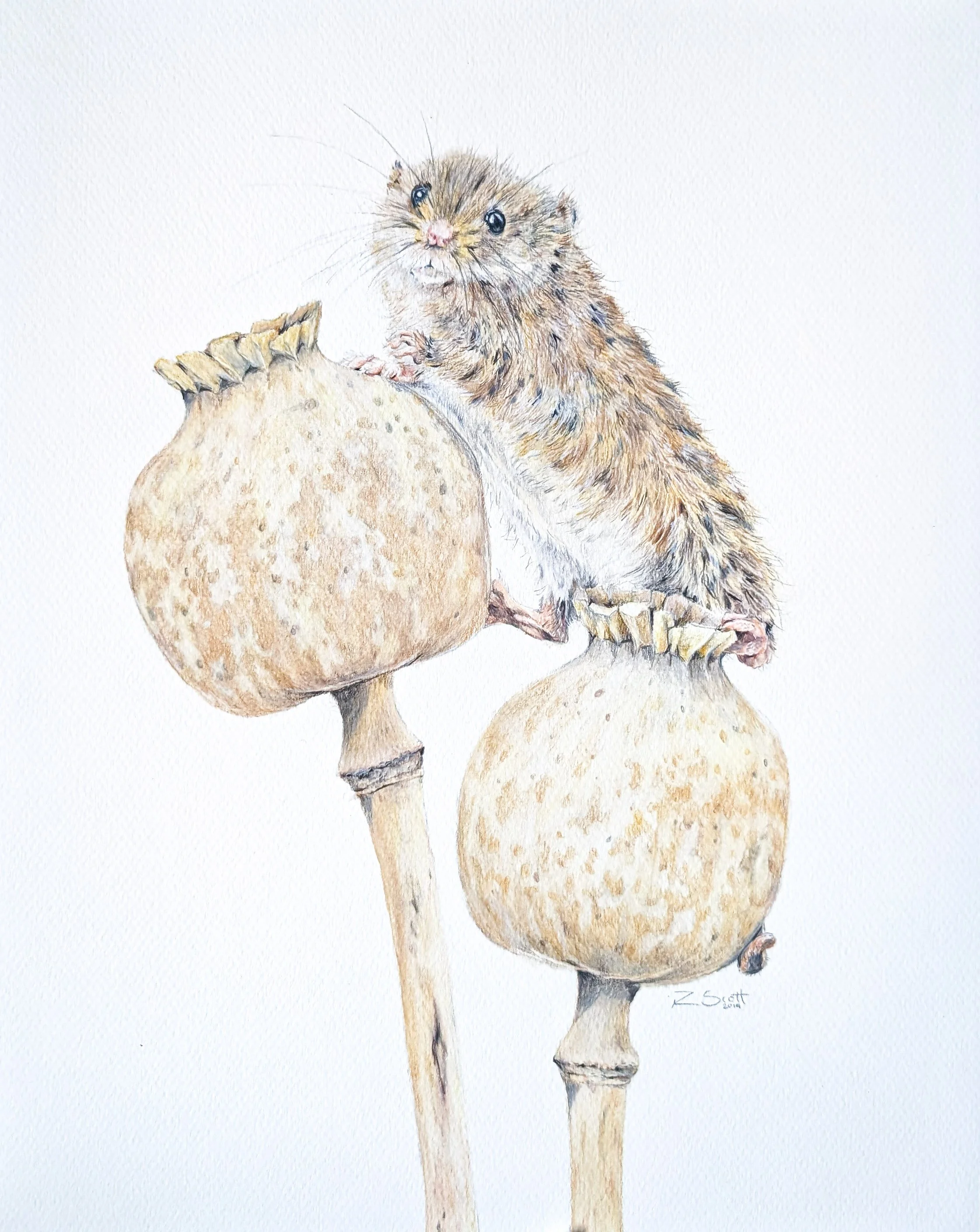 Watercolor painting of a small rodent with brown fur and large black eyes, standing on two legs and leaning on a large, round object that looks like an acorn cap or a brown seed. The rodent has tiny paws resting on the object.
