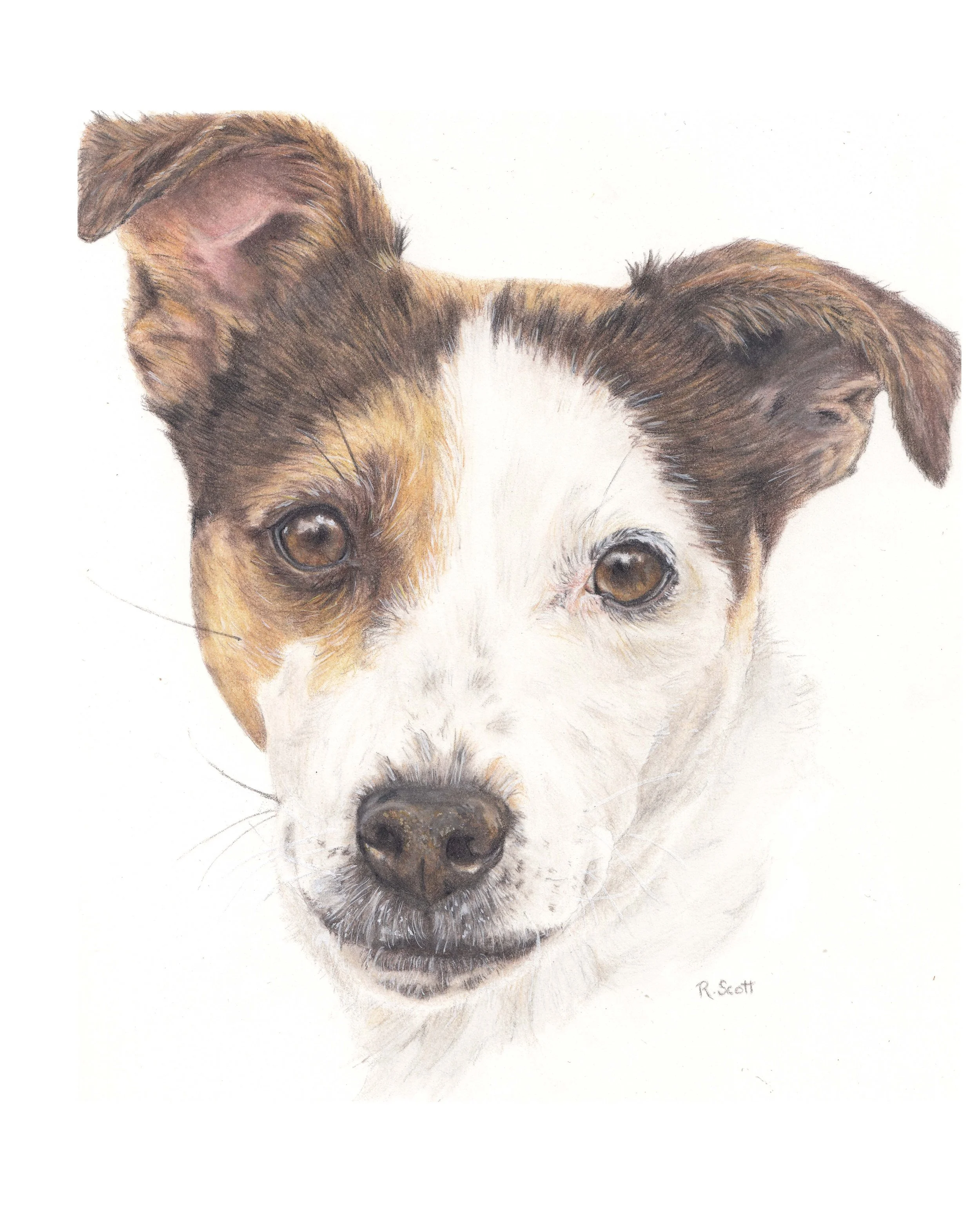Colored pencil drawing of a dog with brown and white fur, looking directly at the viewer.