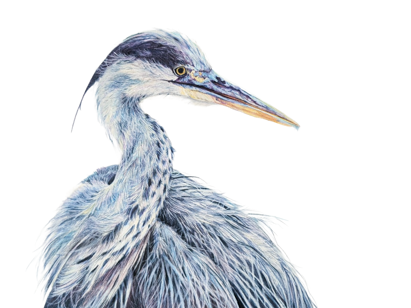 Illustration of a heron with blue and gray feathers and a long pointed beak facing to the right.