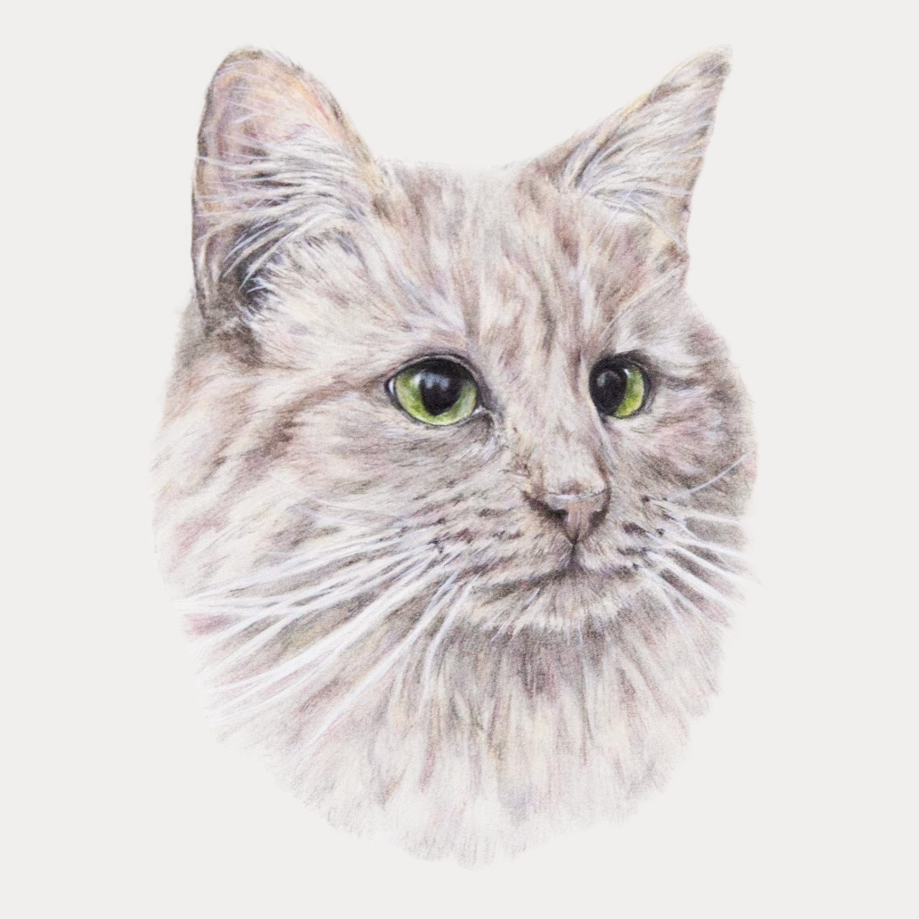 A realistic colored pencil drawing of a cat with light fur and green eyes.