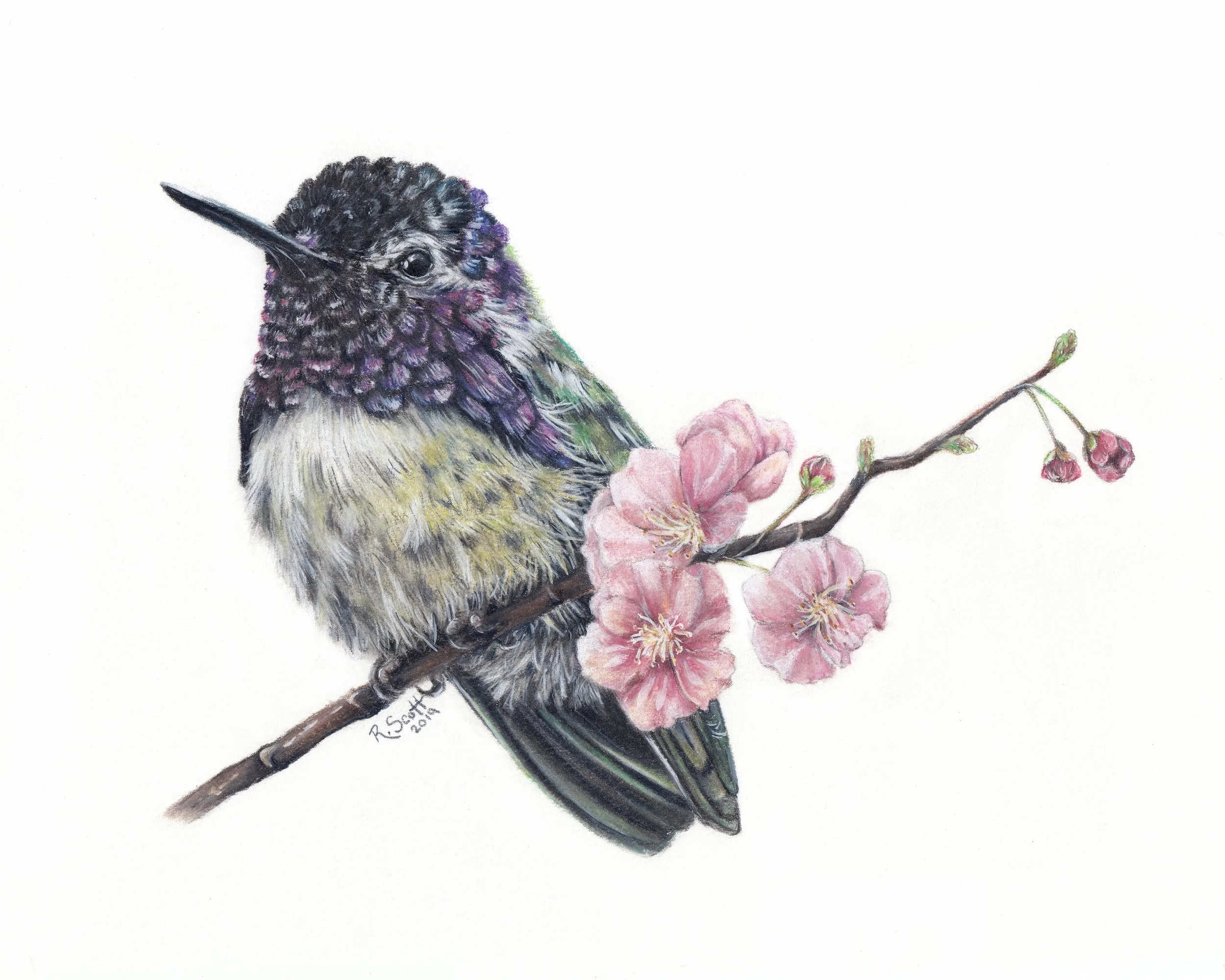 Colorful watercolor painting of a hummingbird perched on a branch with pink blossoms.