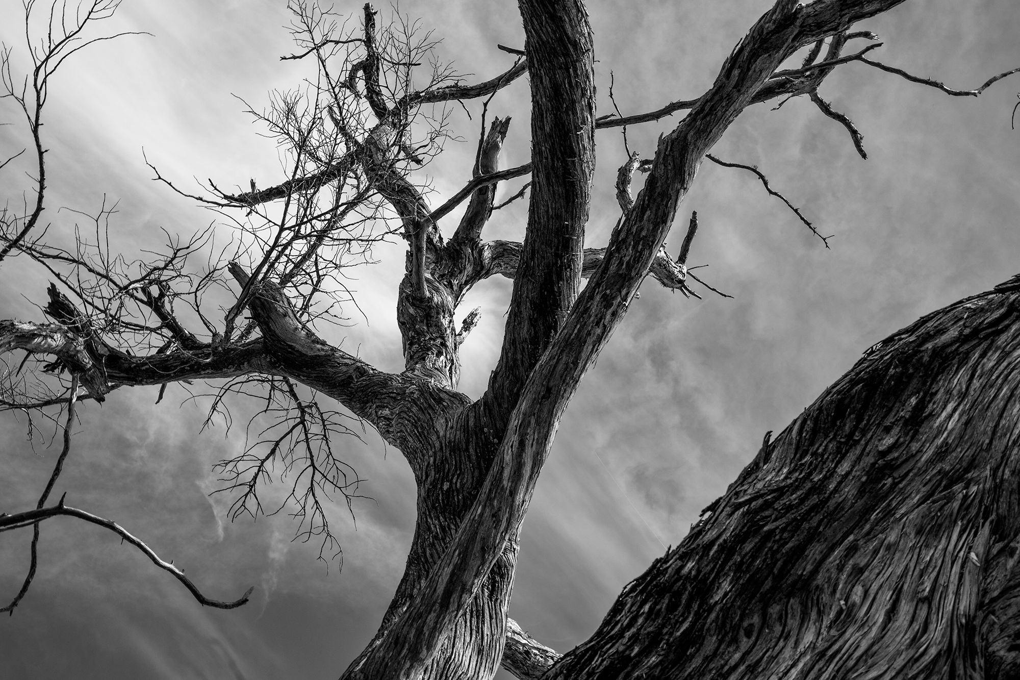 Seminole Historic Site Tree.png