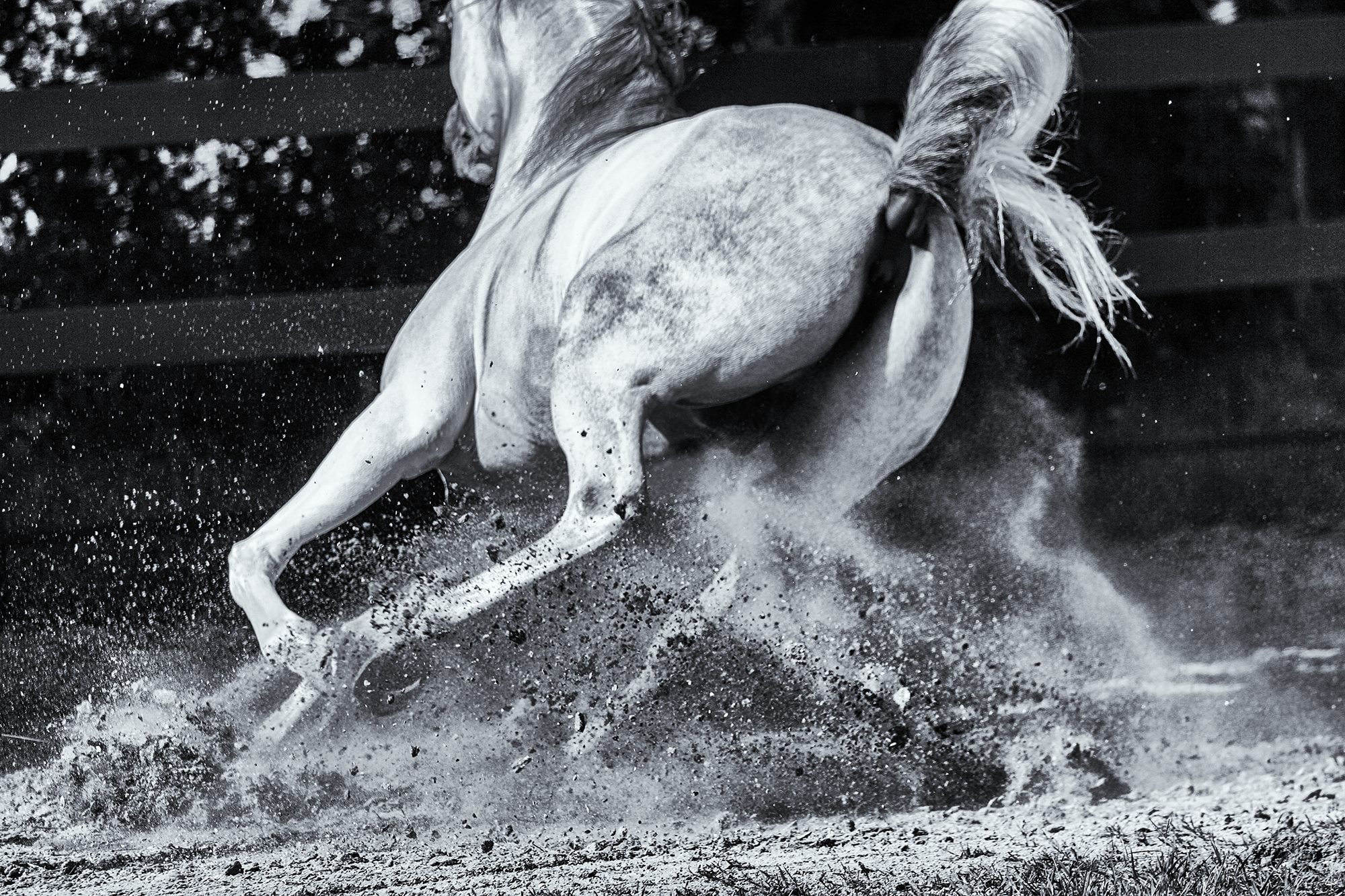 Horse 001.png