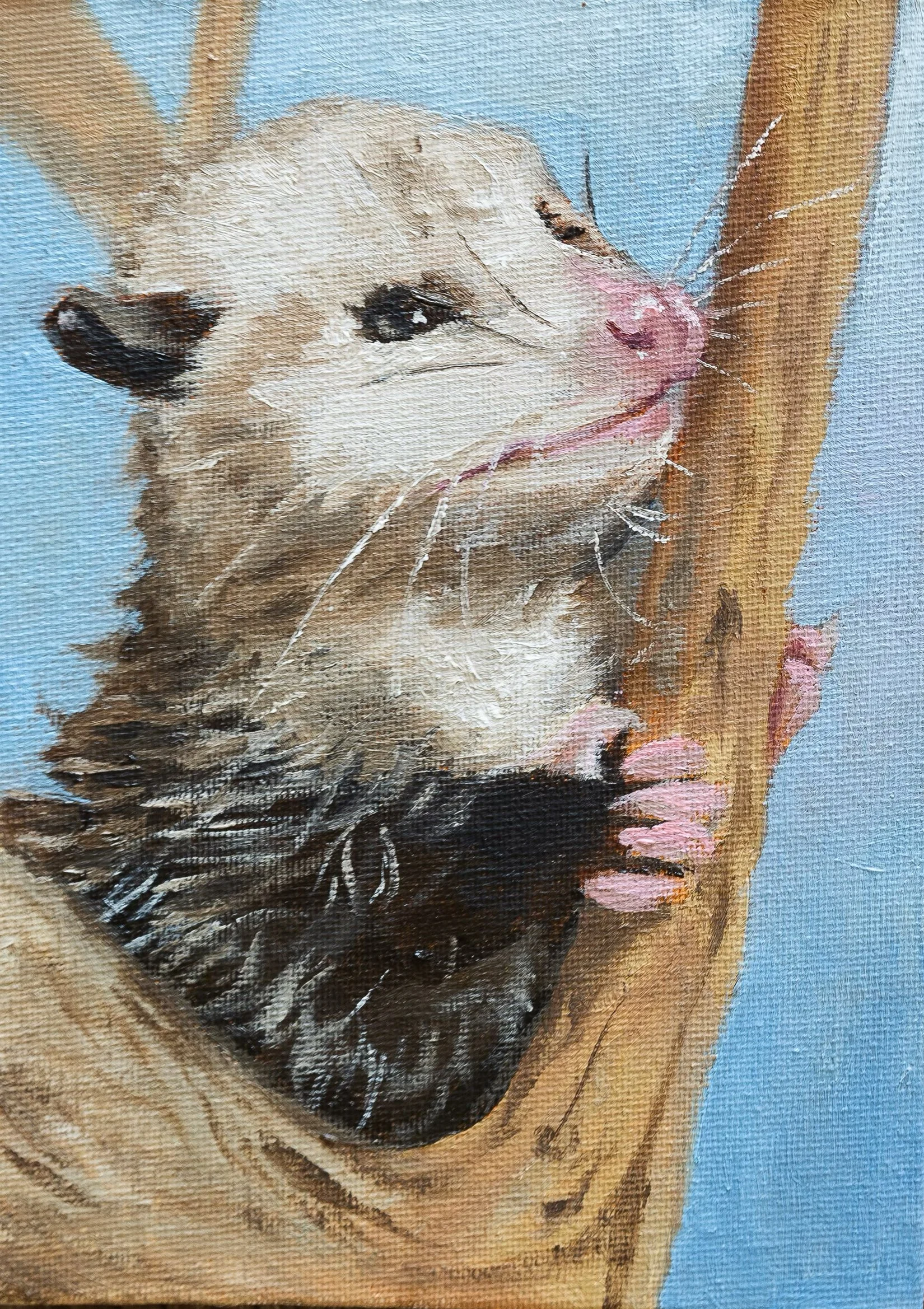 Possum