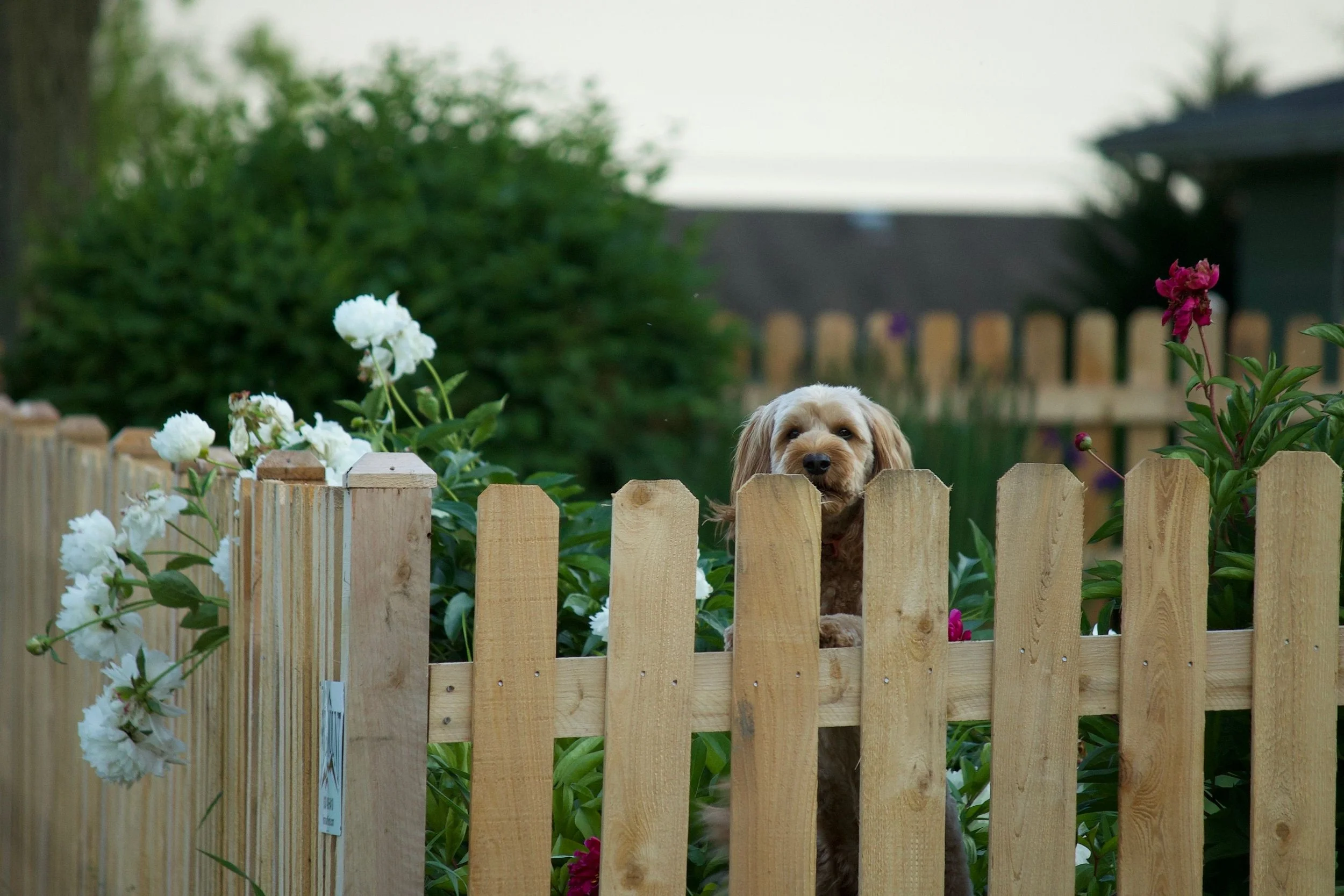 A small dog with curly fur peeking over a wooden picket fence, surrounded by white and pink flowers, with a blurred house and greenery in the background.
