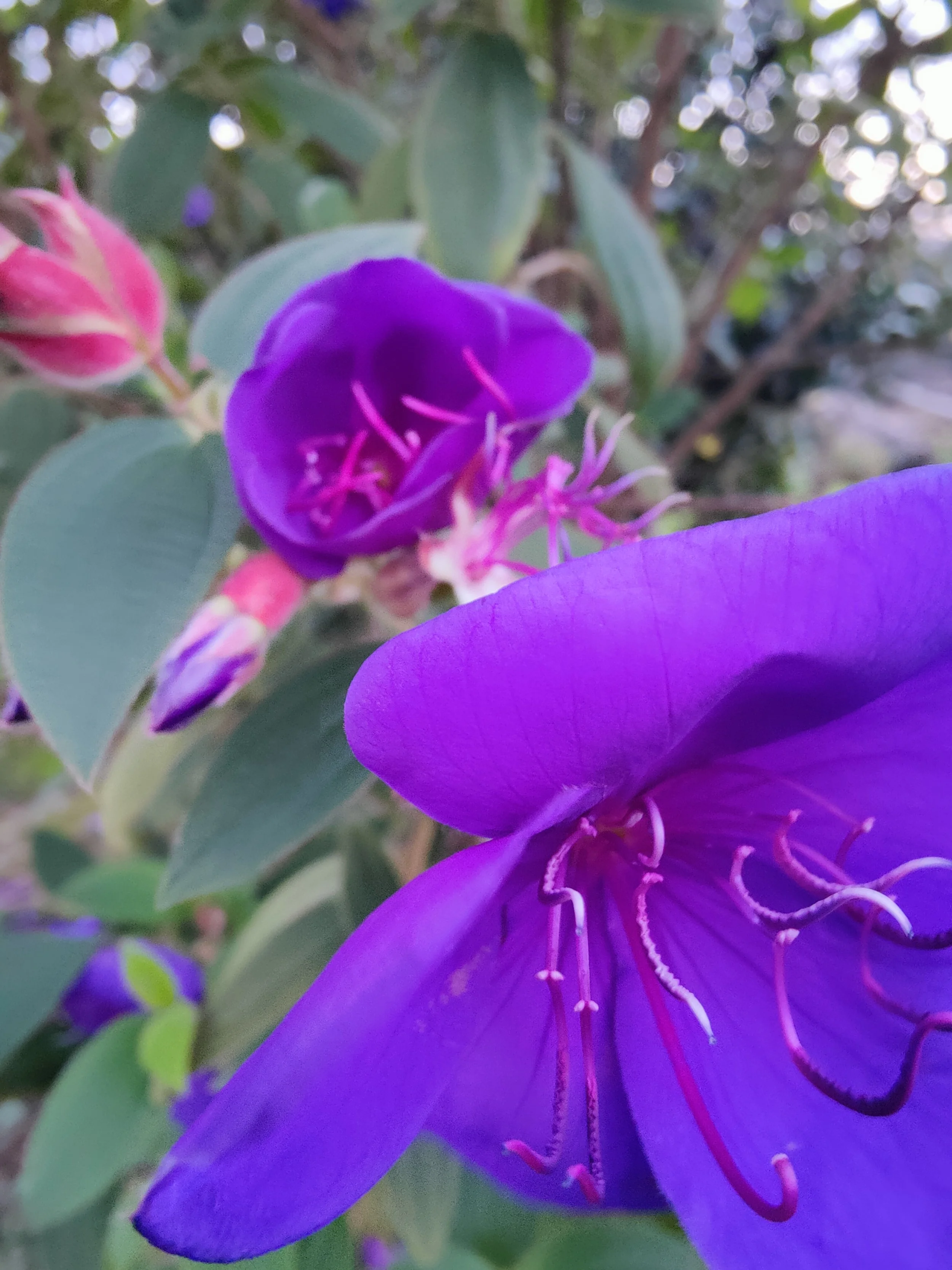 Close-up of a vibrant purple flower with long, curly stigmas and petals, surrounded by green leaves and additional flower buds.