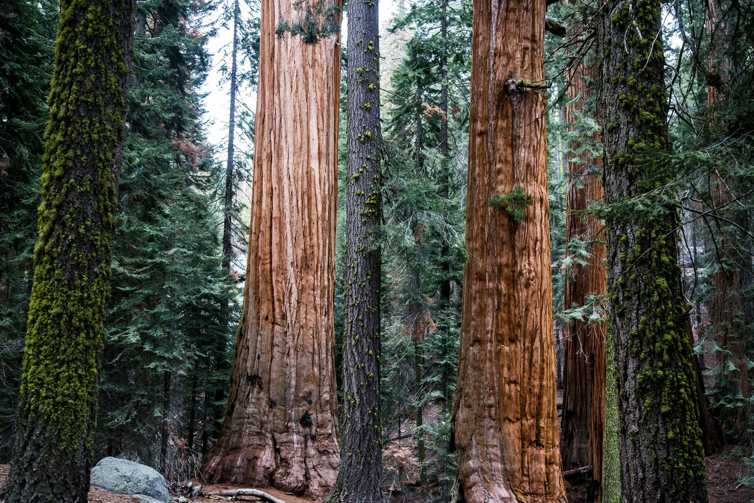 Sequoia & Kings Canyon