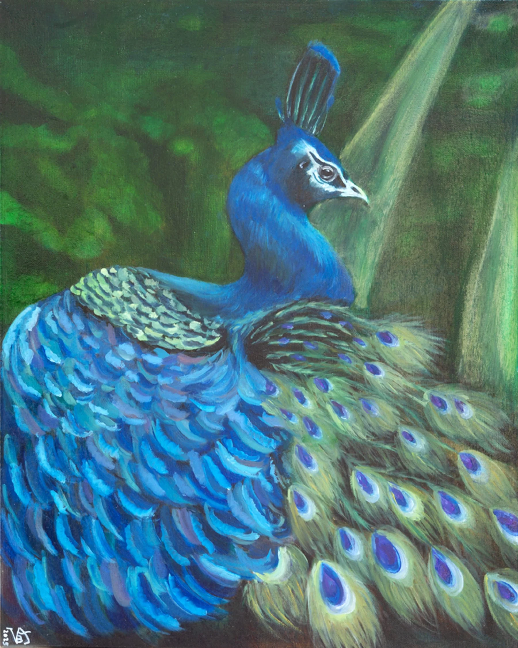 Grace Beneath the Light is a meditation on presence revealed through light.
Emerging from the depth of a lush, shadowed environment, the peacock appears beneath a descending beam of light. Its intense blues and iridescent plumage contrast with the su