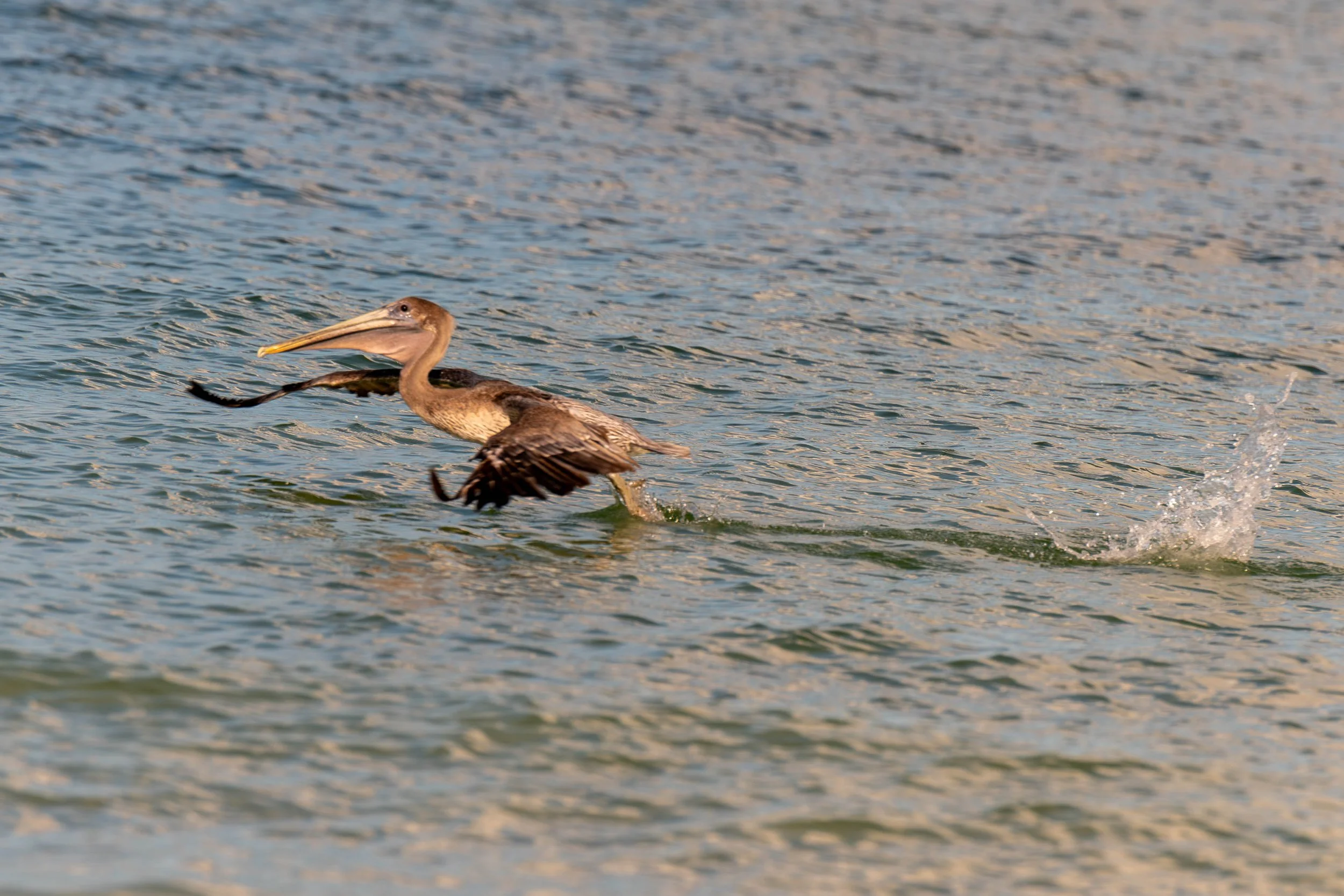 _DSC4014-Enhanced-NR-1.jpg