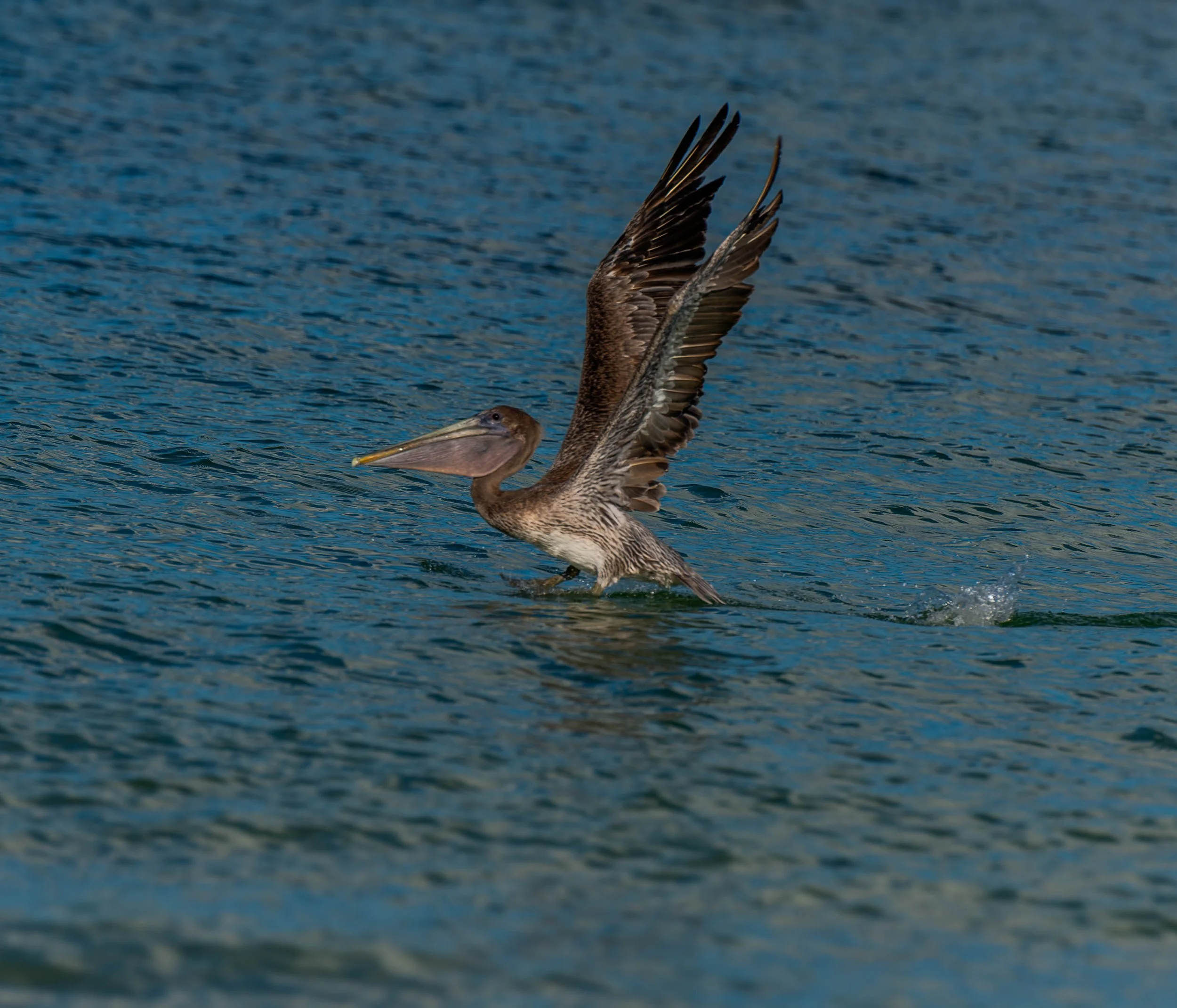 _DSC4012-Enhanced-NR-1.jpg