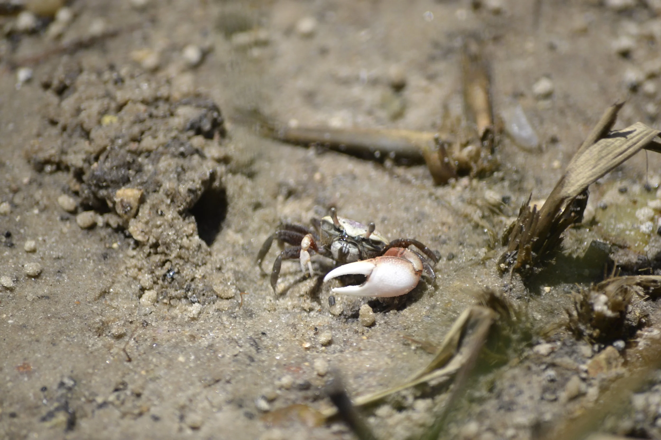 A small crab on sand with shells and natural debris nearby.