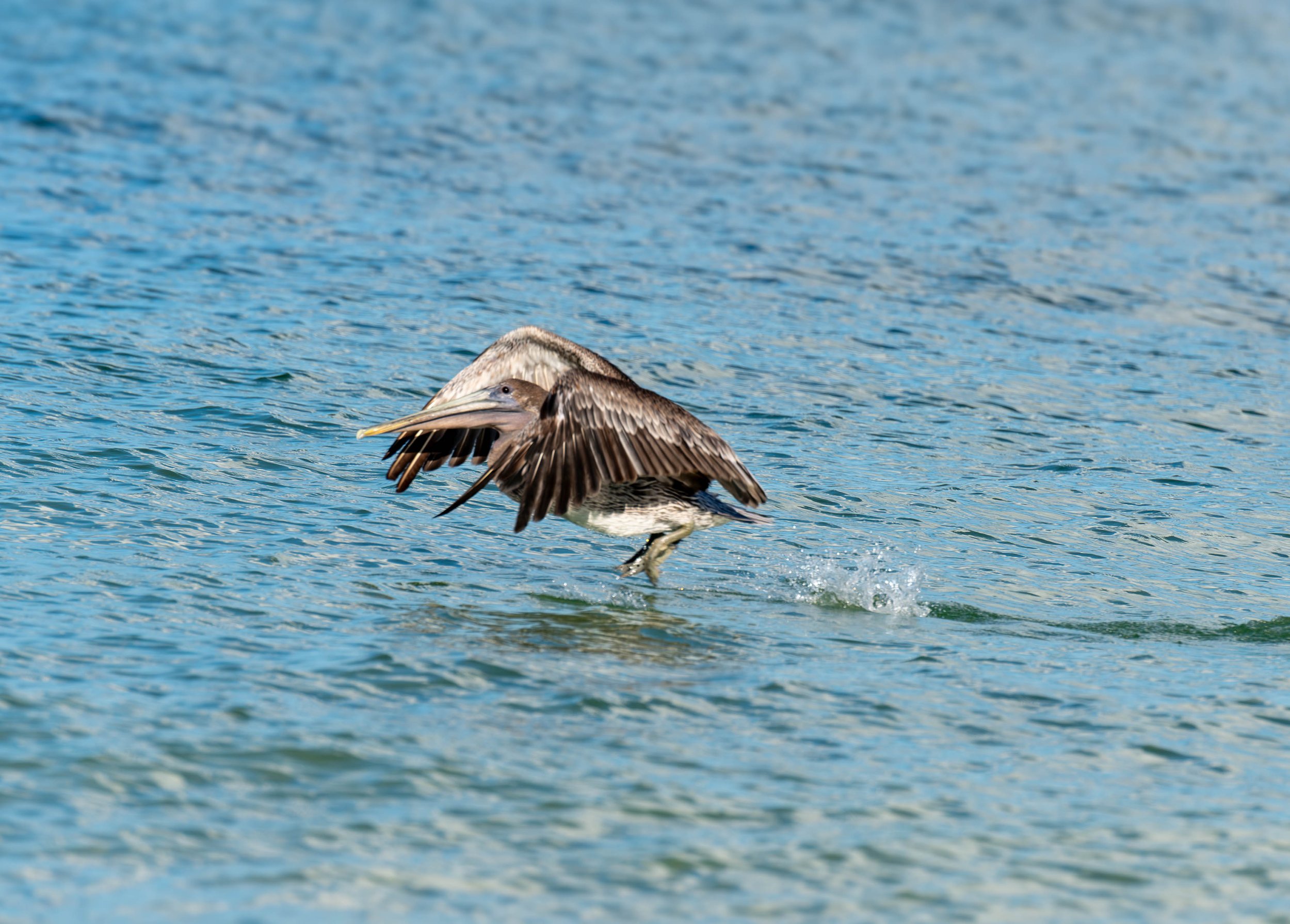 _DSC4013-Enhanced-NR-1.jpg