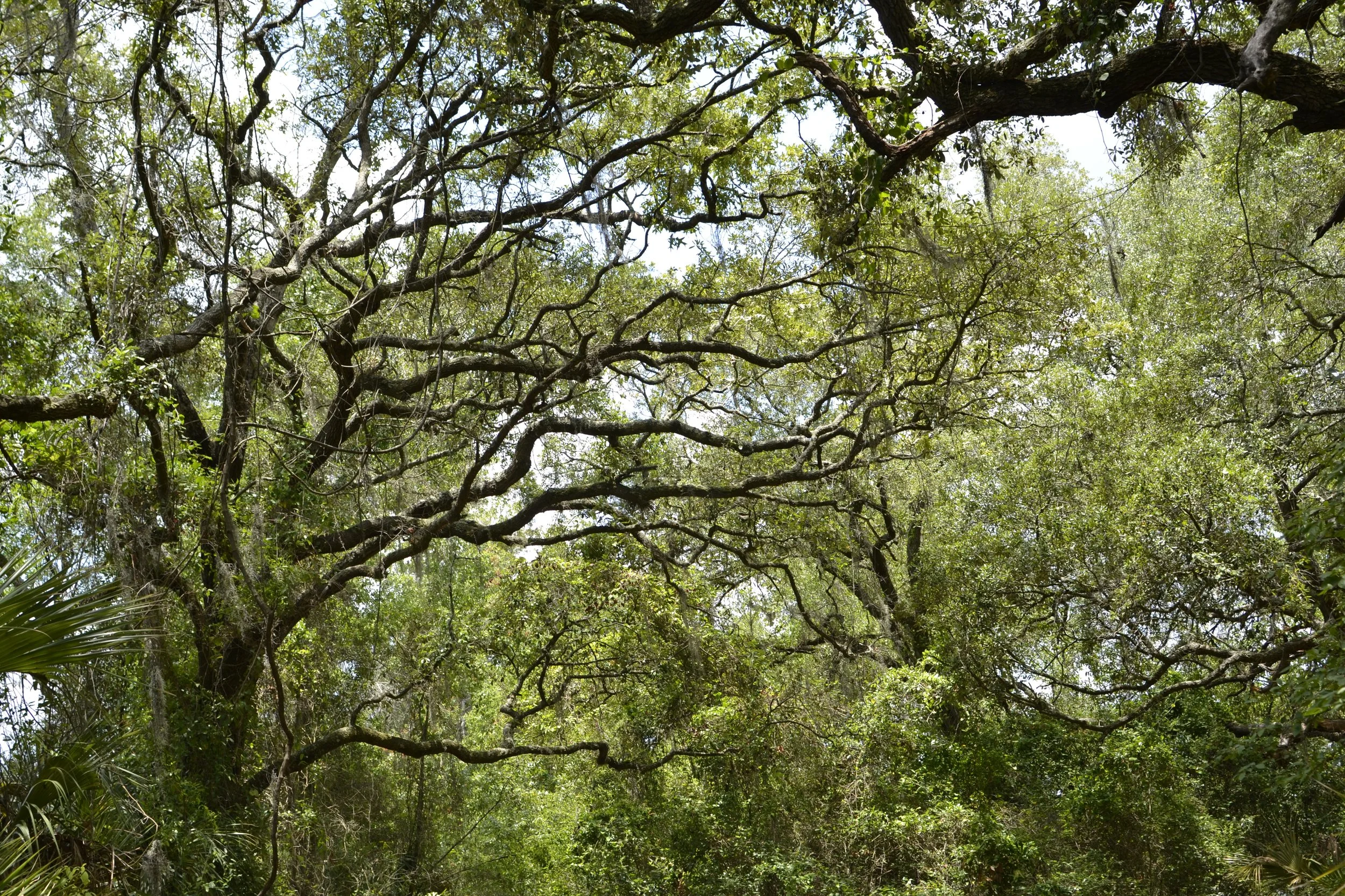 View of dense green forest canopy with intertwining tree branches and leaves, sunlight filtering through.