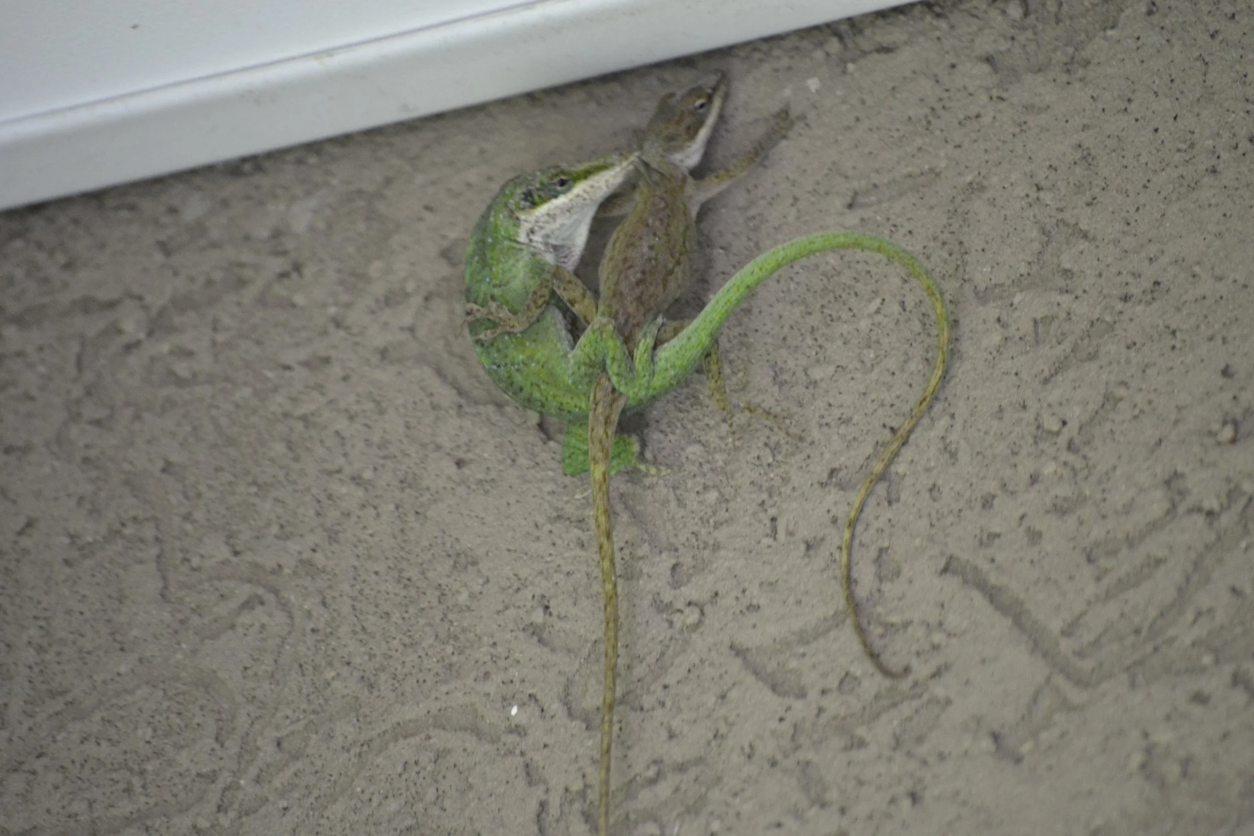 A small lizard clings to the corner of a textured wall, with a gray surface nearby.