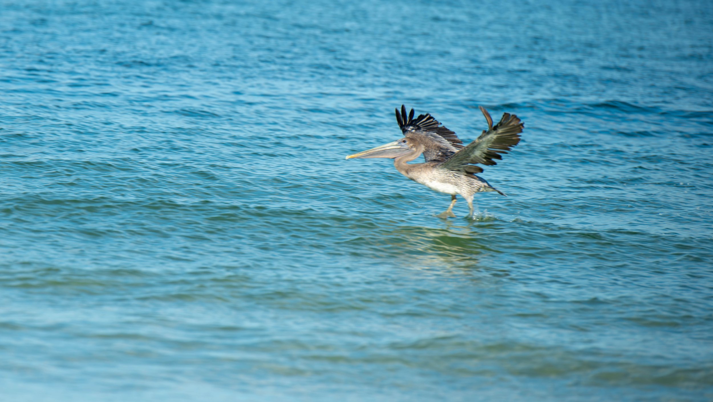 _DSC4018-Enhanced-NR-1.jpg