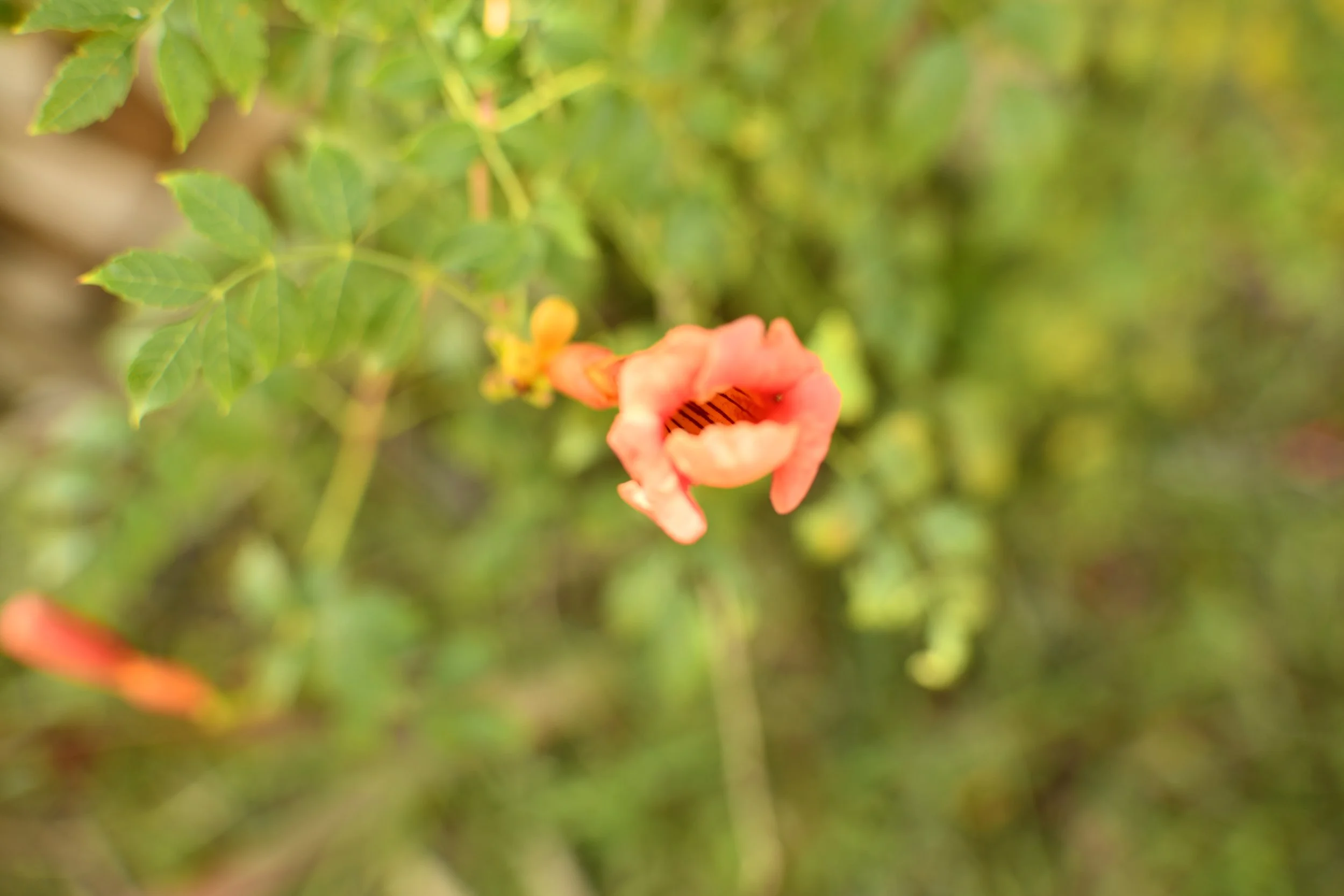 _DSC1136.JPG