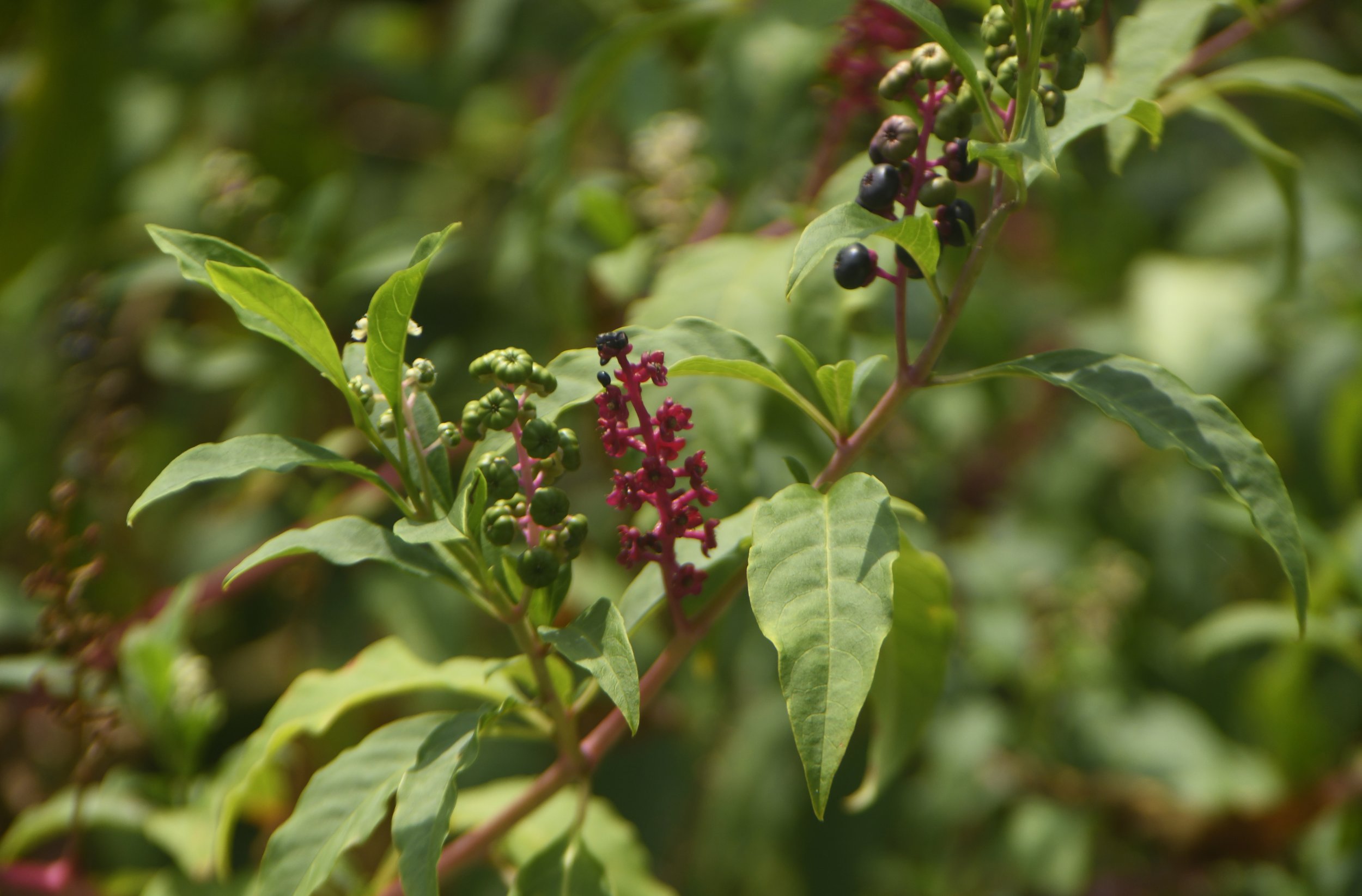 Close-up of green plant leaves and small dark berries or fruits growing on red stems.