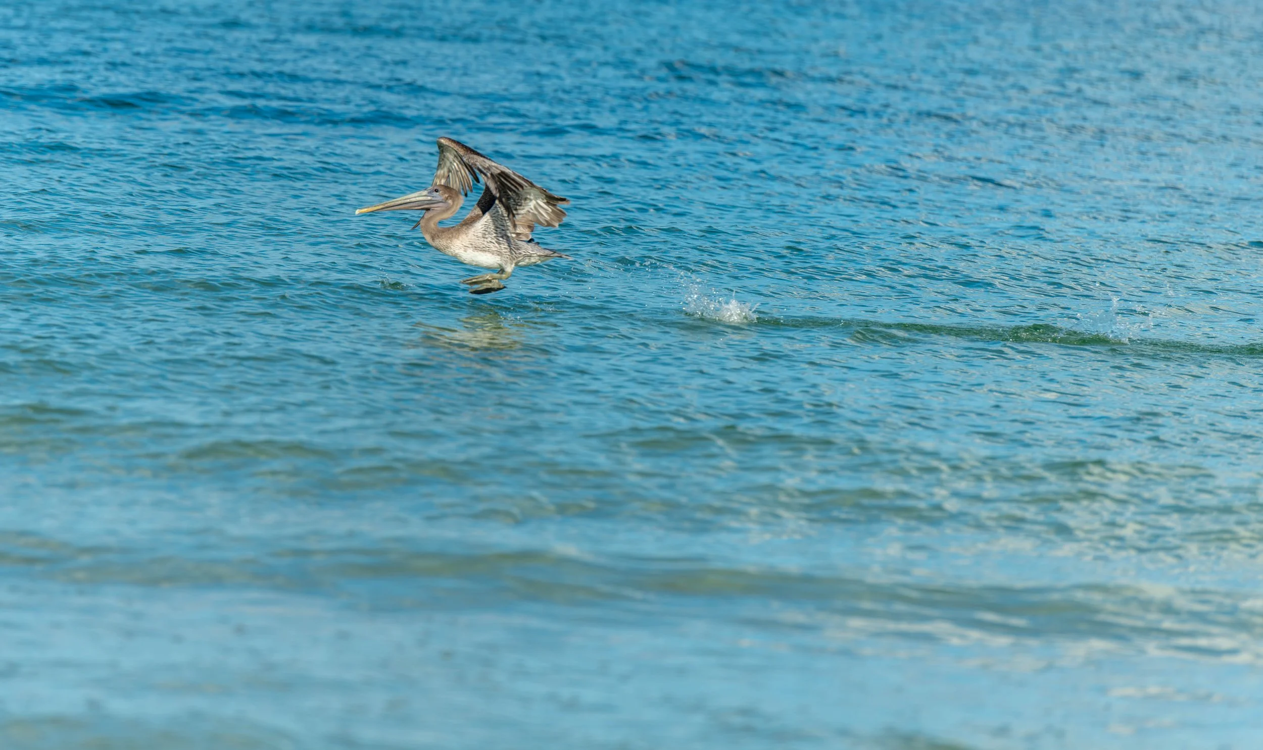 _DSC4016-Enhanced-NR-1.jpg