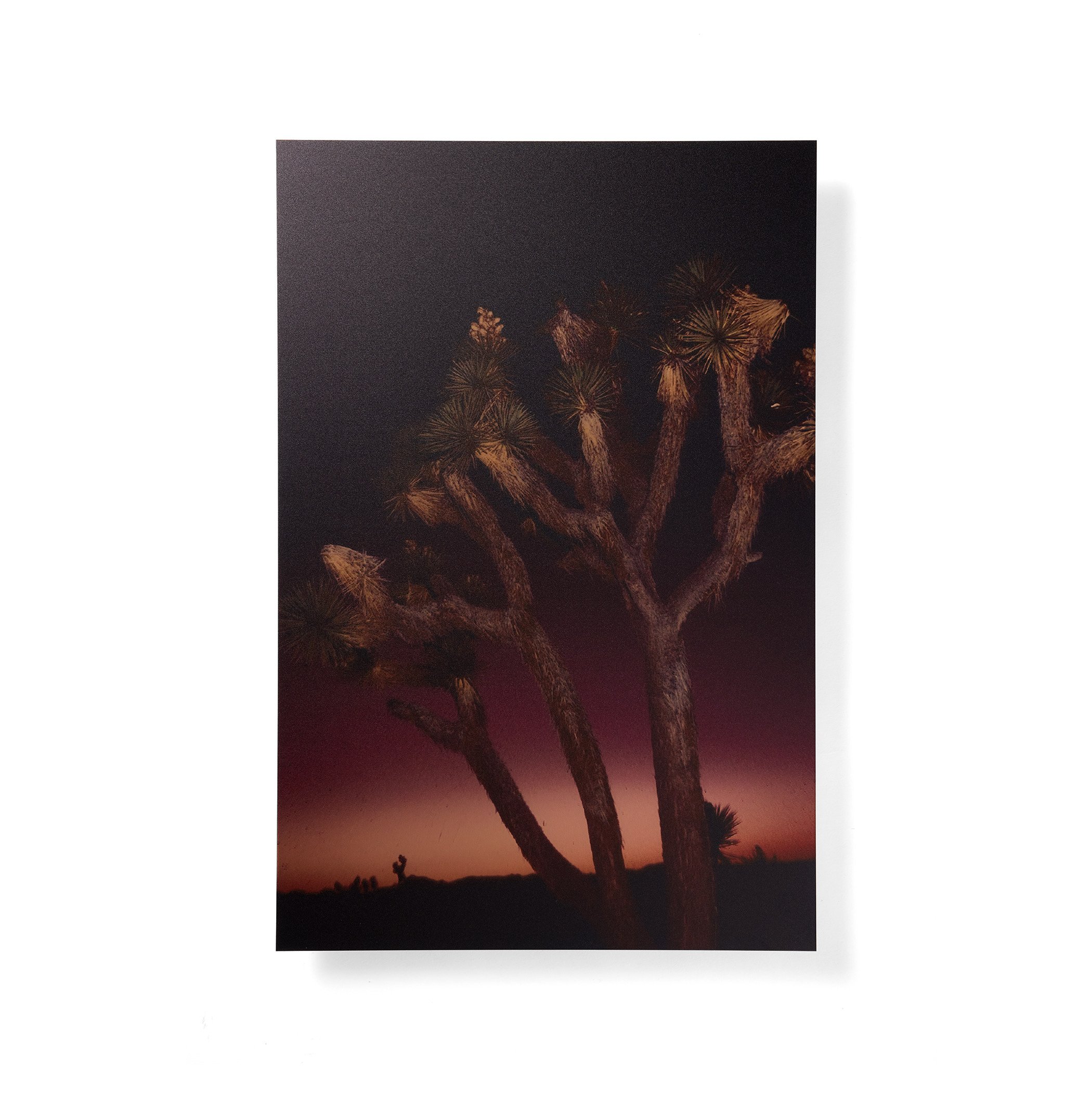 Joshua Tree, no. 3 - Wall Sculpture