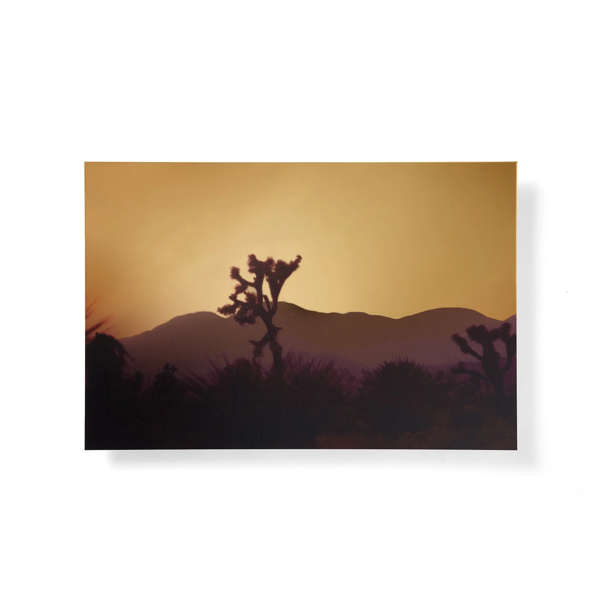 Joshua Tree, no. 2 - Wall Sculpture