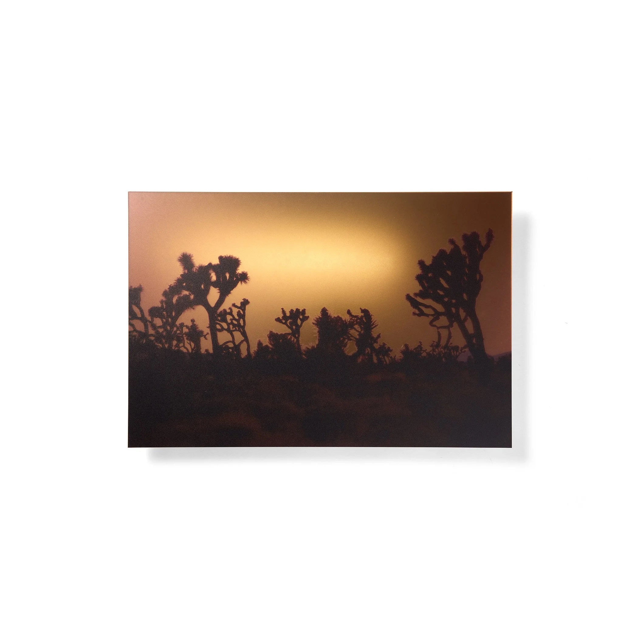 Joshua Tree, no. 4 - Wall Sculpture
