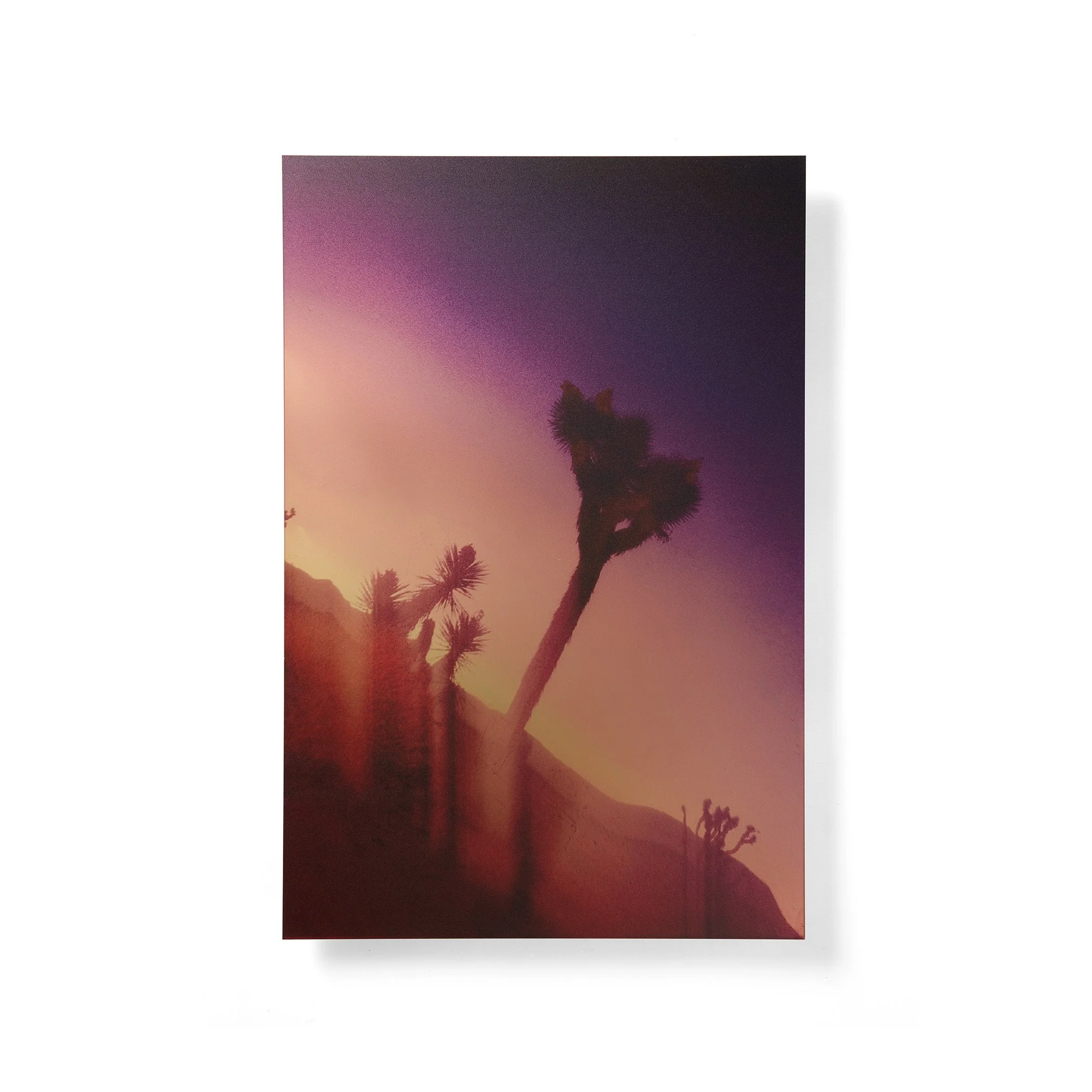 Joshua Tree, no. 1 - Wall Sculpture