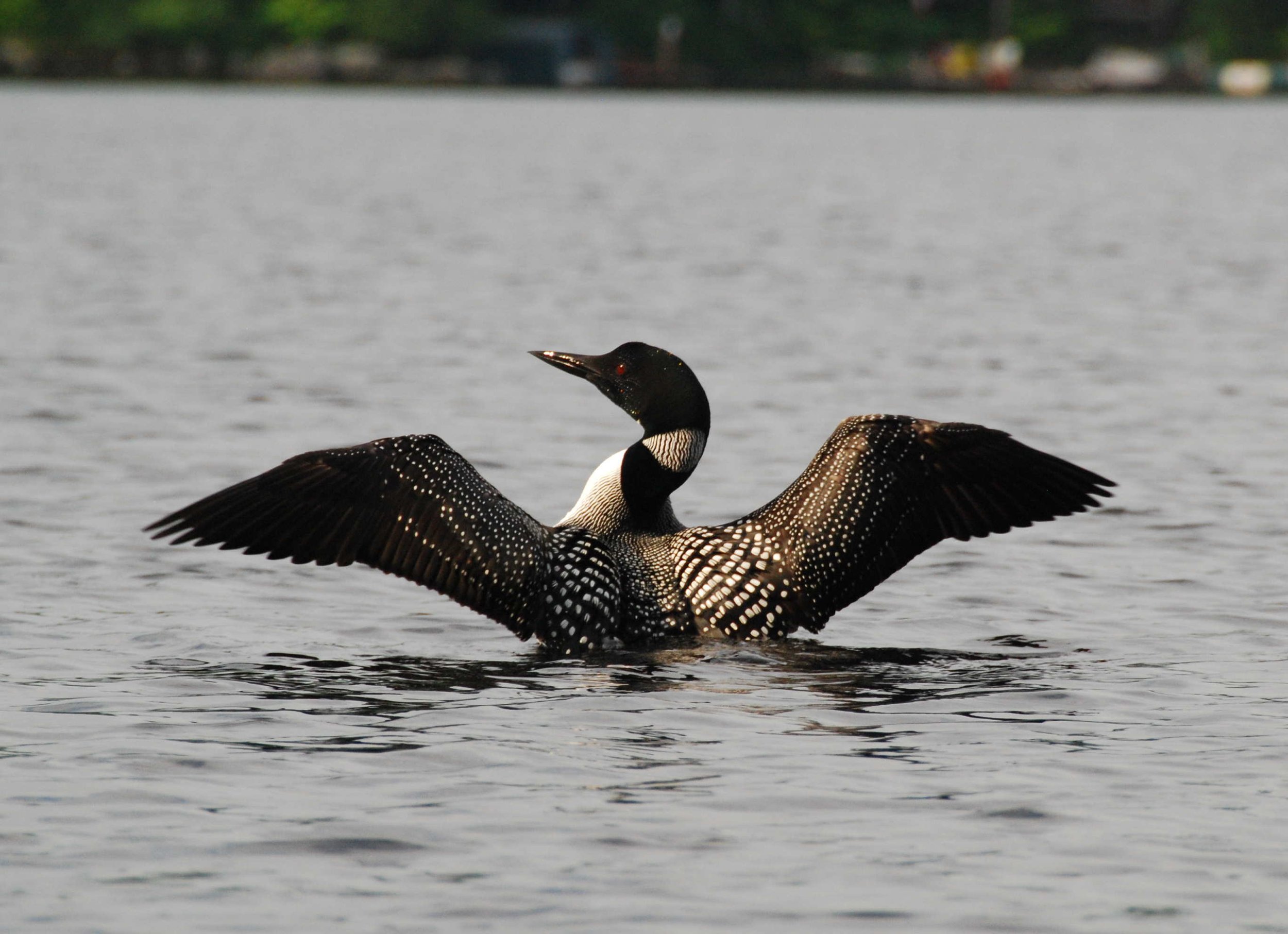 Loon flapping.JPG