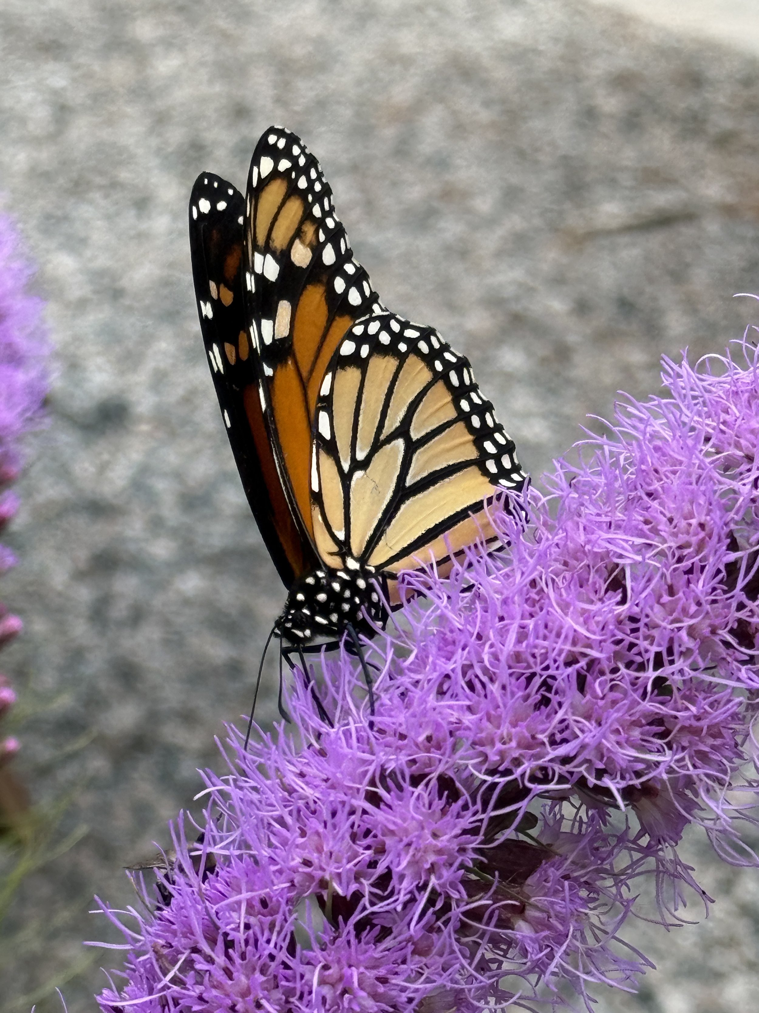 Liatris Muskoka.JPG