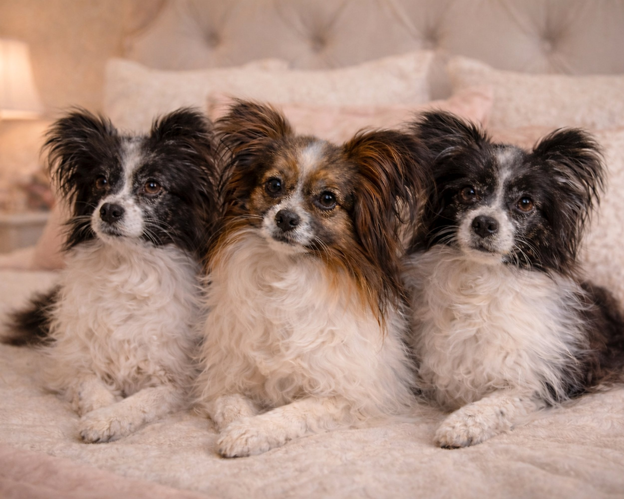 Barth, AJ and Bella, Papillons all