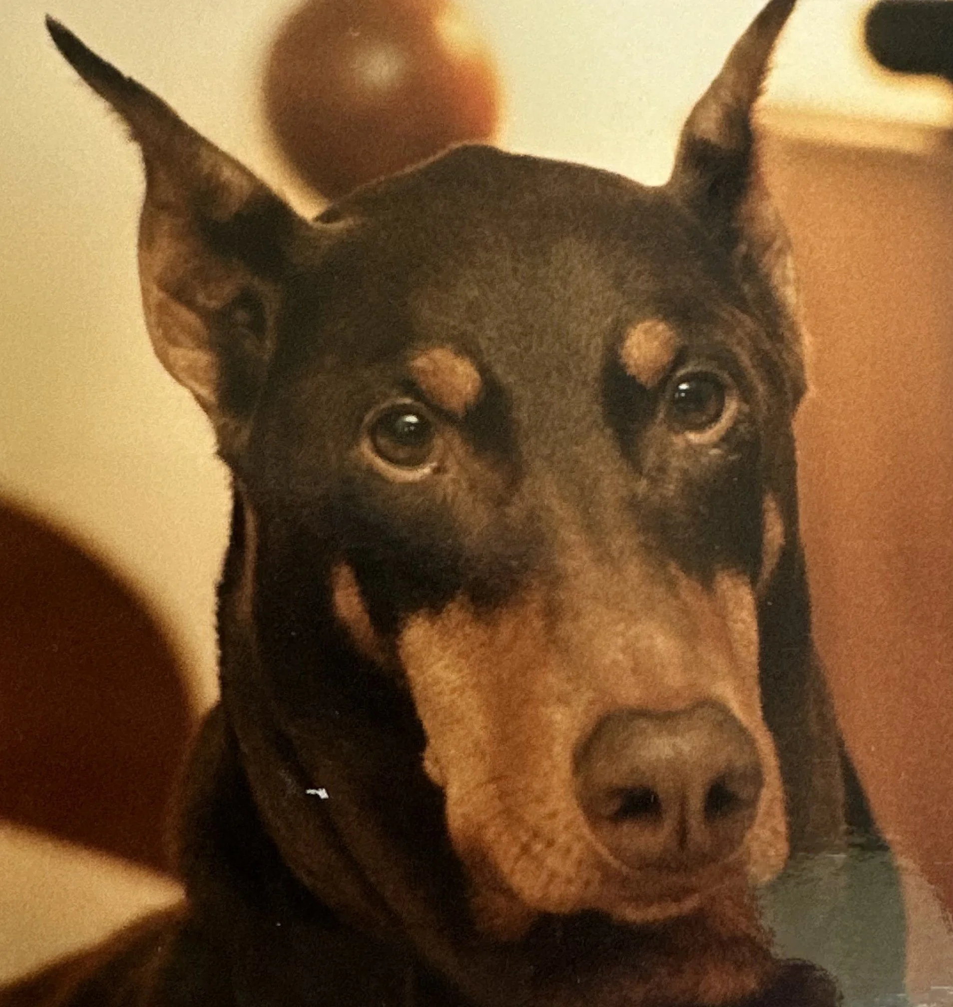 Hannah, Doberman source image 1