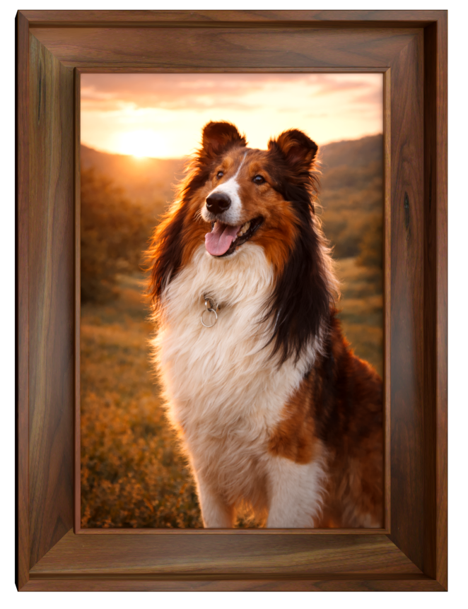 Legacy Pet Studio, Frame 1