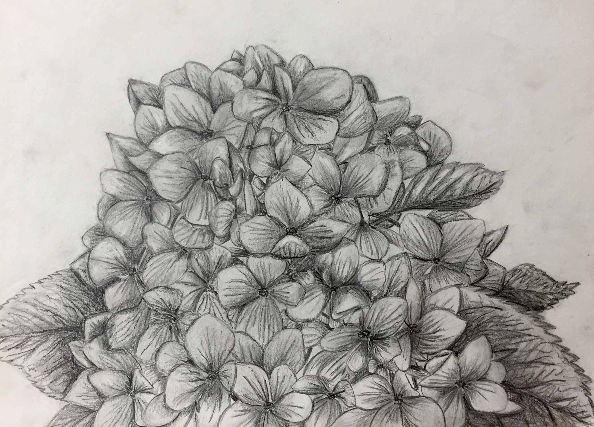 "Hortensia" 12" x 9" Pencil on Paper