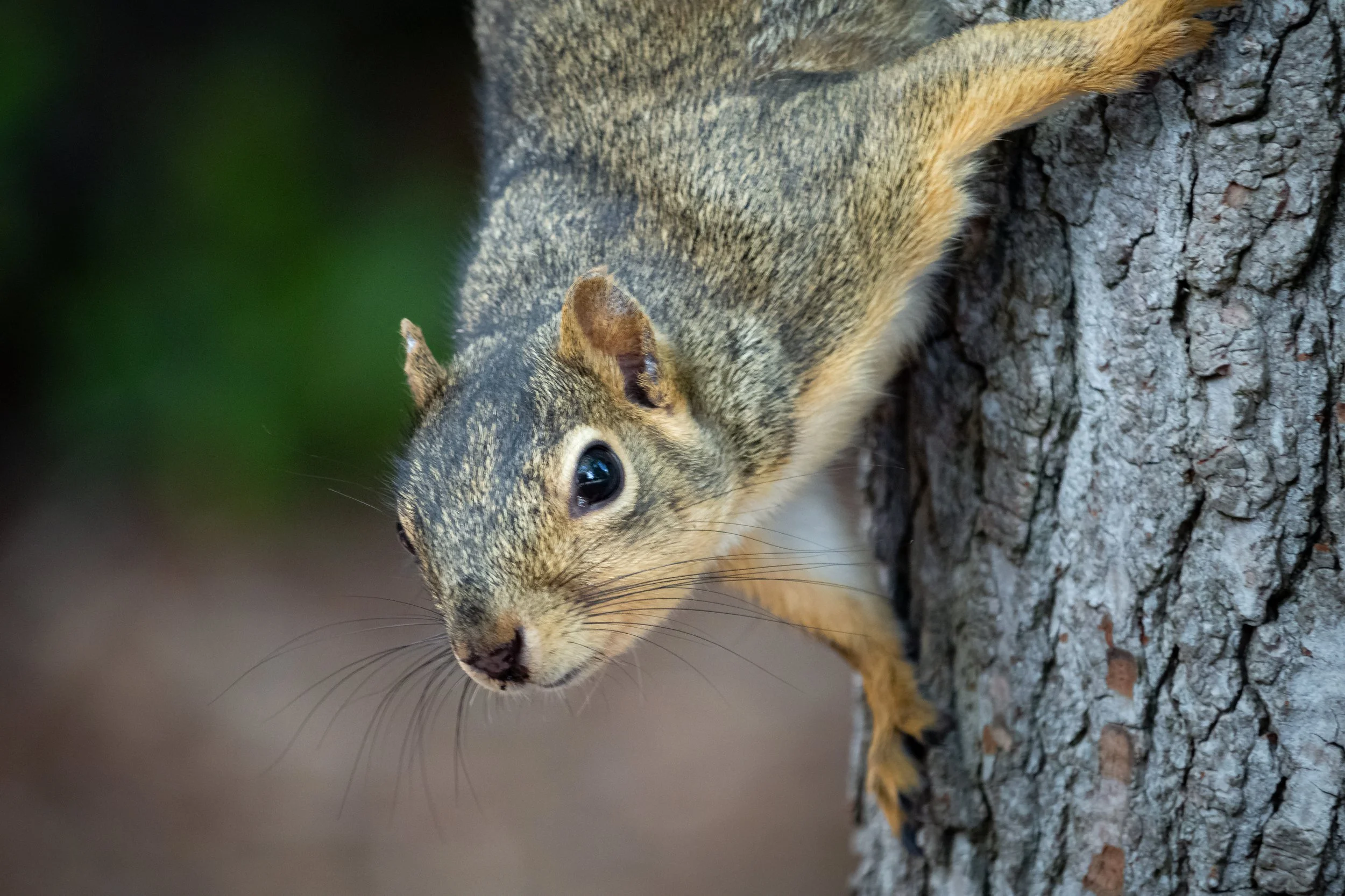 Wildlife